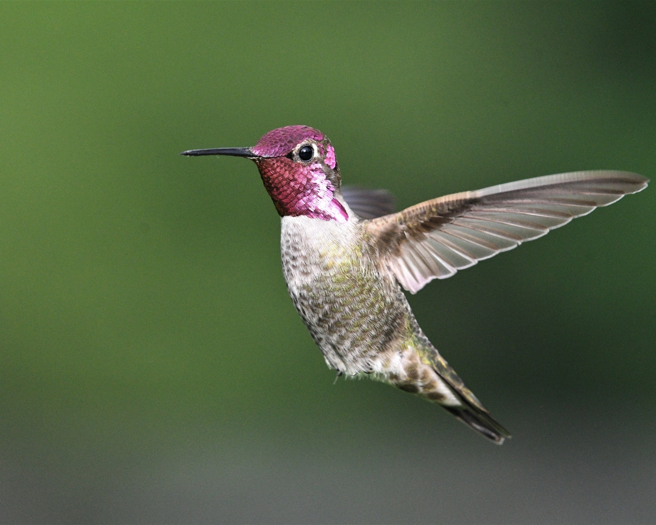 Маленькая птица колибри с розовой головой