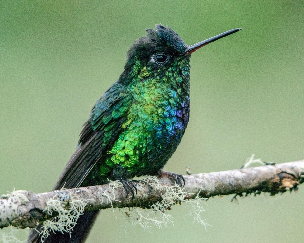 Маленькая птица зимородок на ветке