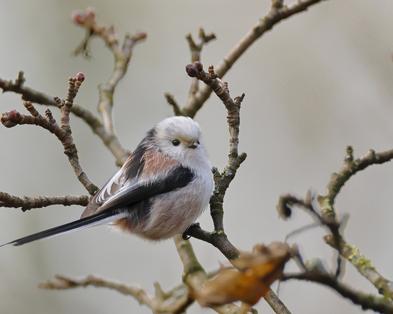 Маленькая  длиннохвостая синица сидит на ветке дерева