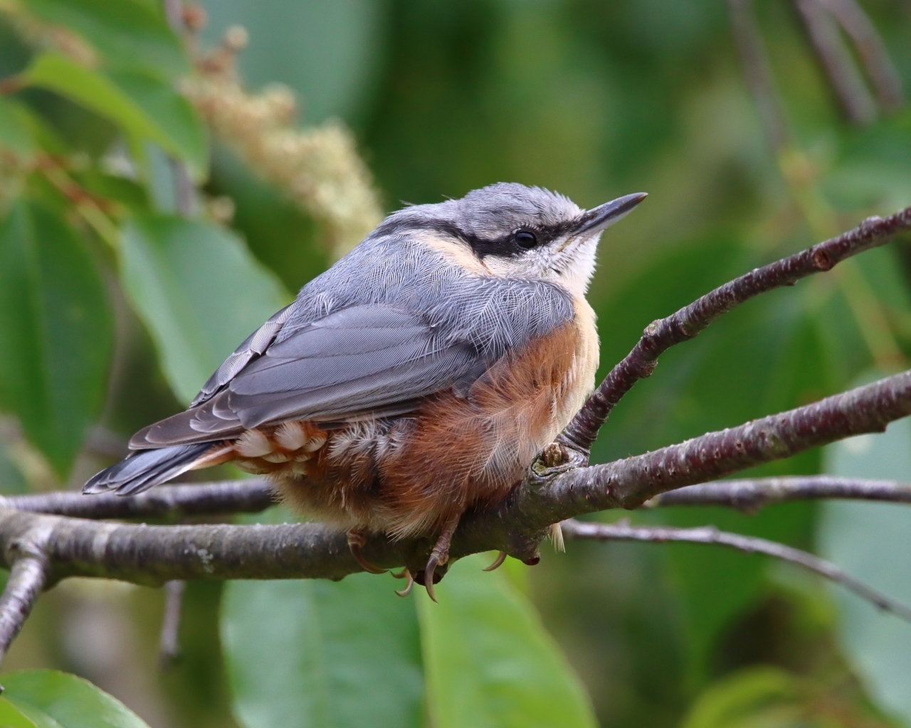 Маленькая птичка поползень сидит на ветке