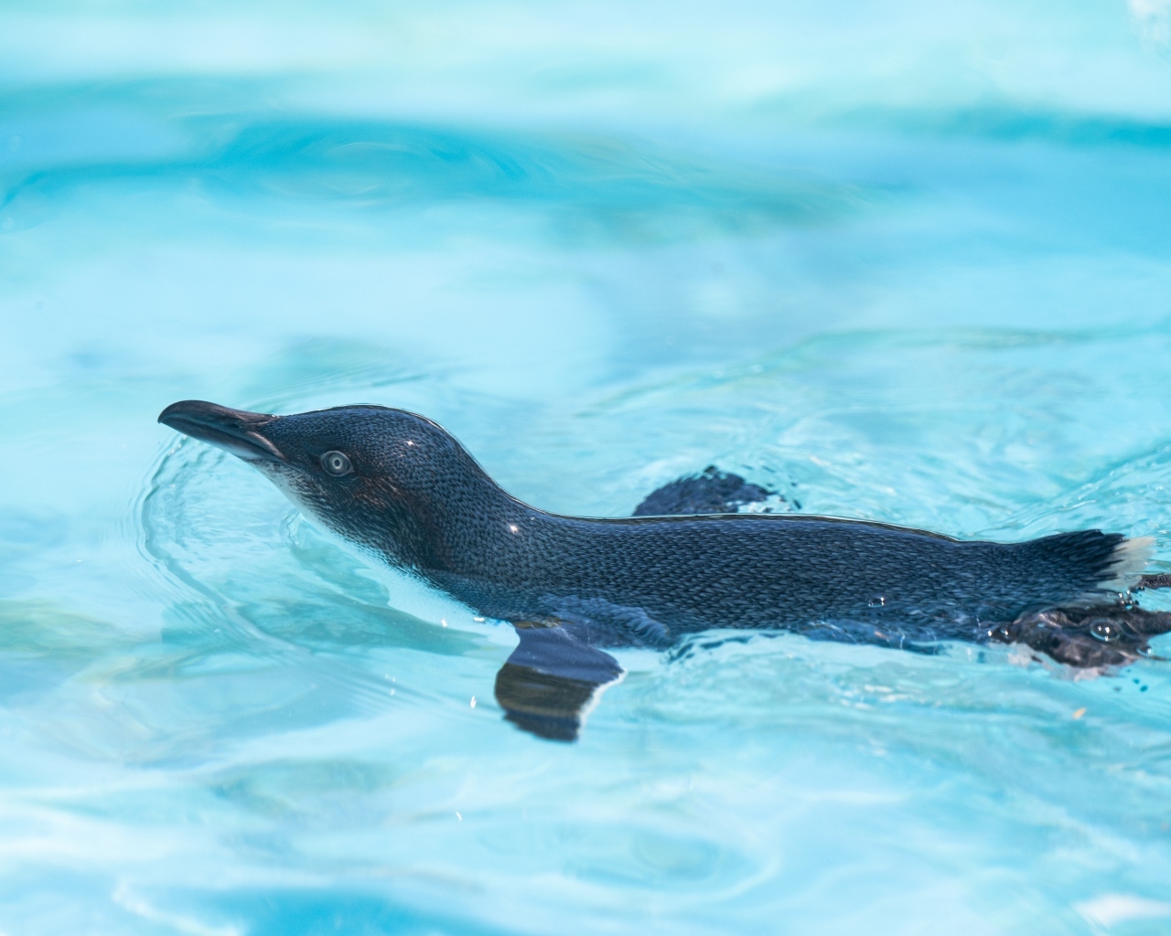 Маленький пингвин плавает в бассейне