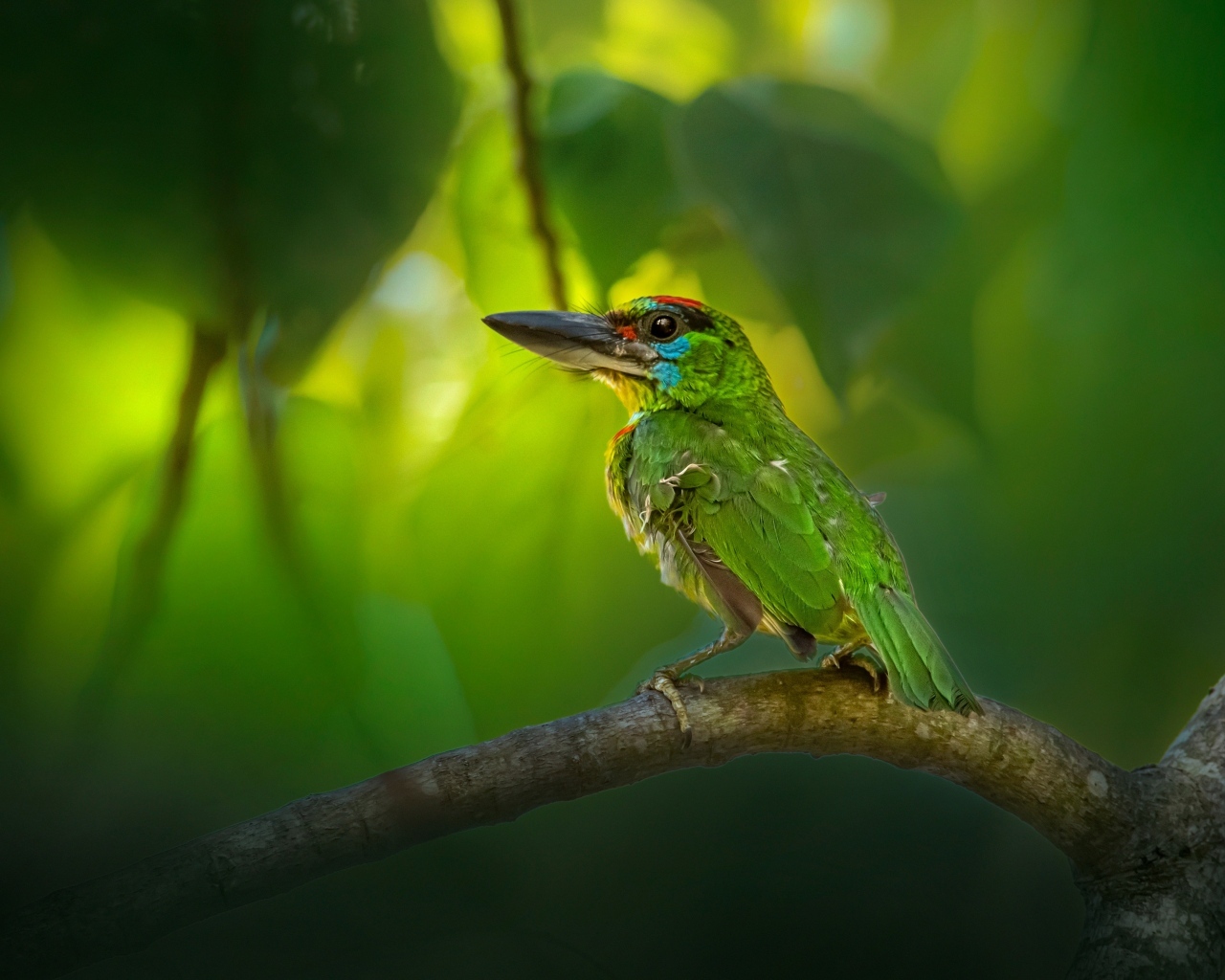 Маленький краснозобый барбет сидит на ветке 