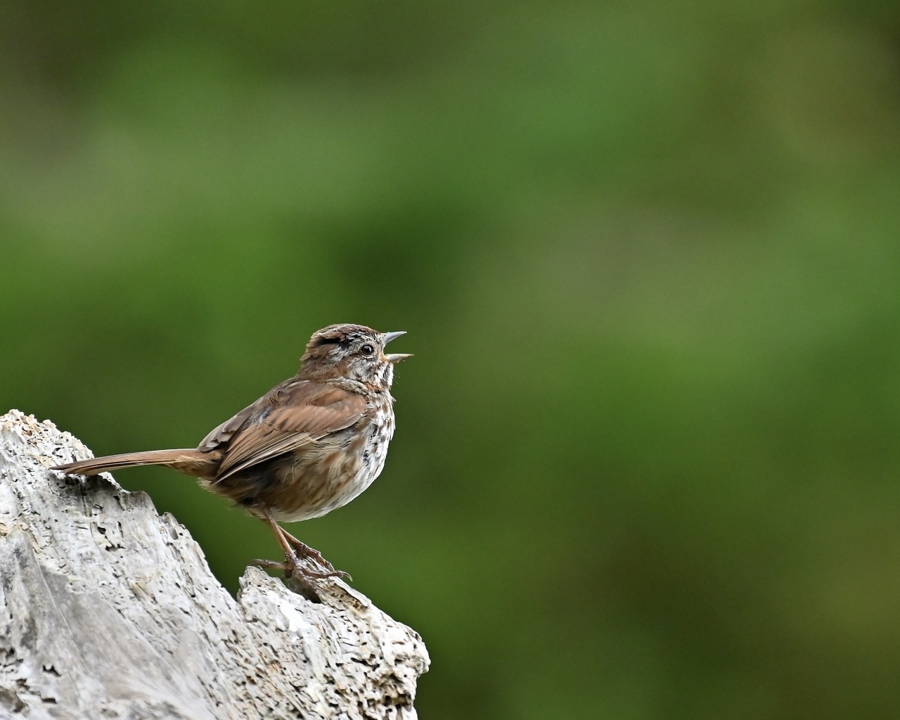 Маленький воробей на коряге крупным планом