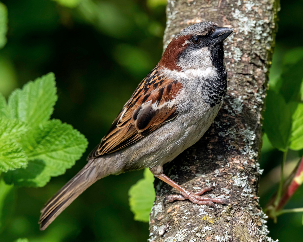 Маленький воробей сидит на дереве