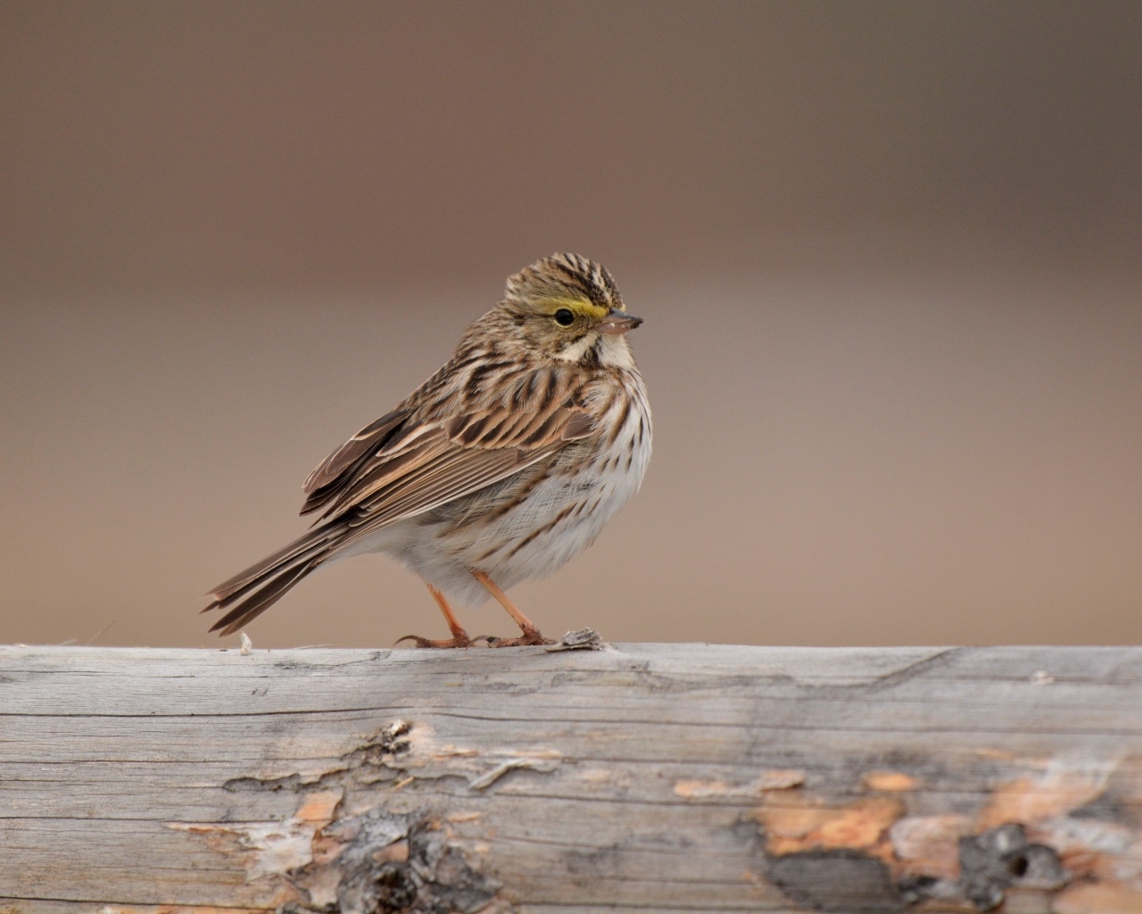Маленький воробей сидит на столбе