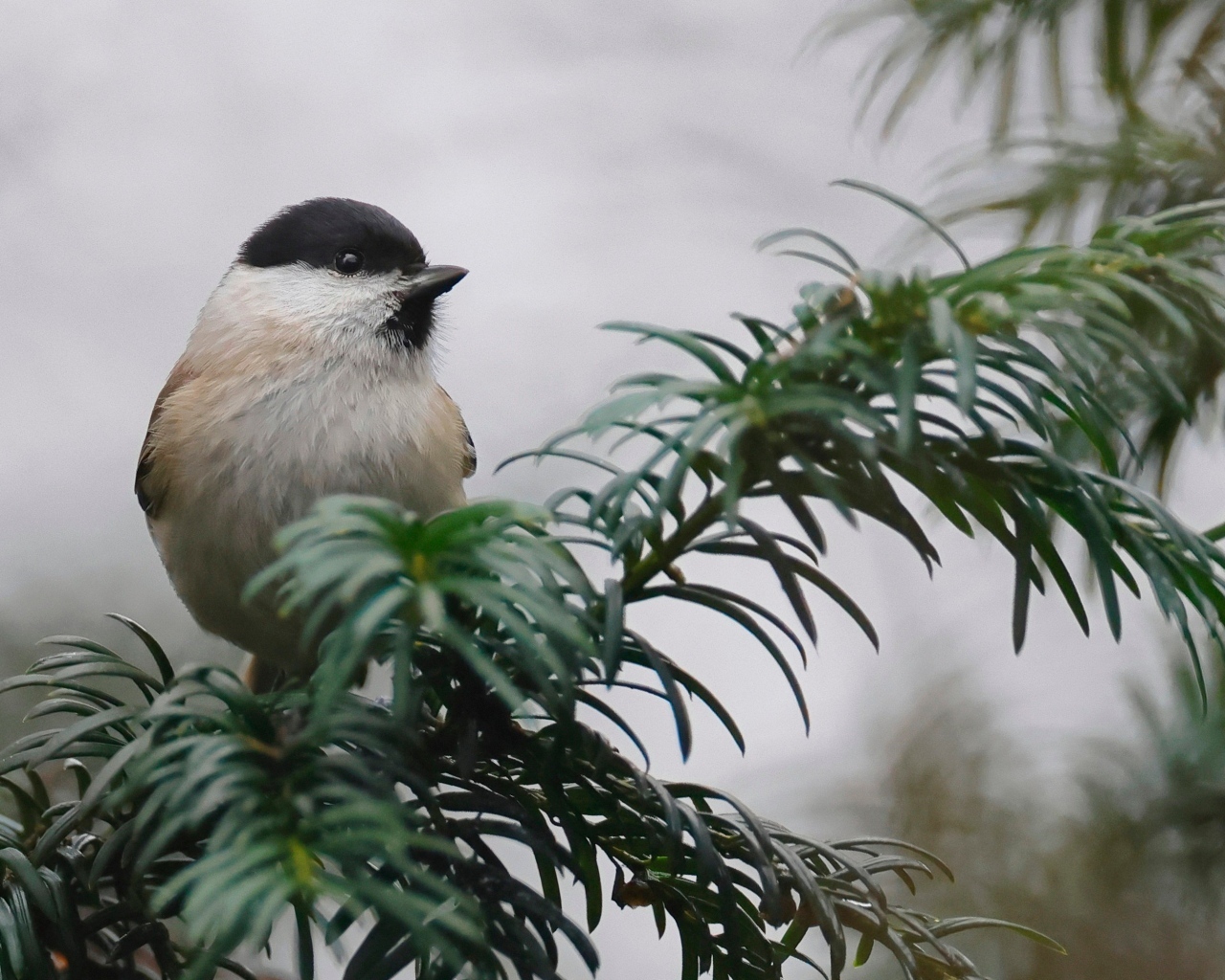 Маленькая синица сидит на ветке
