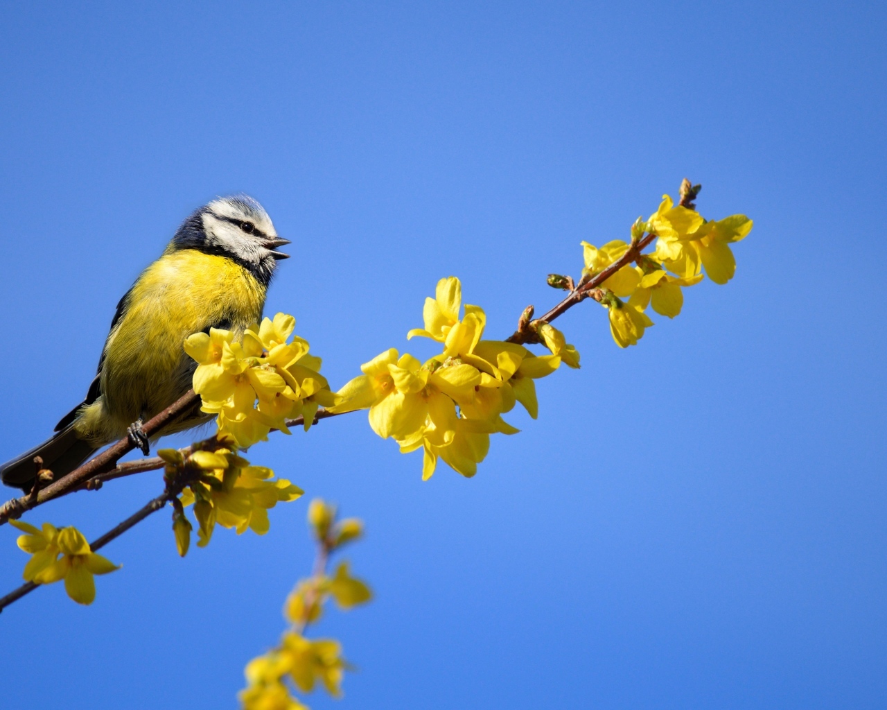 Маленькая синица сидит на ветке с желтыми цветами
