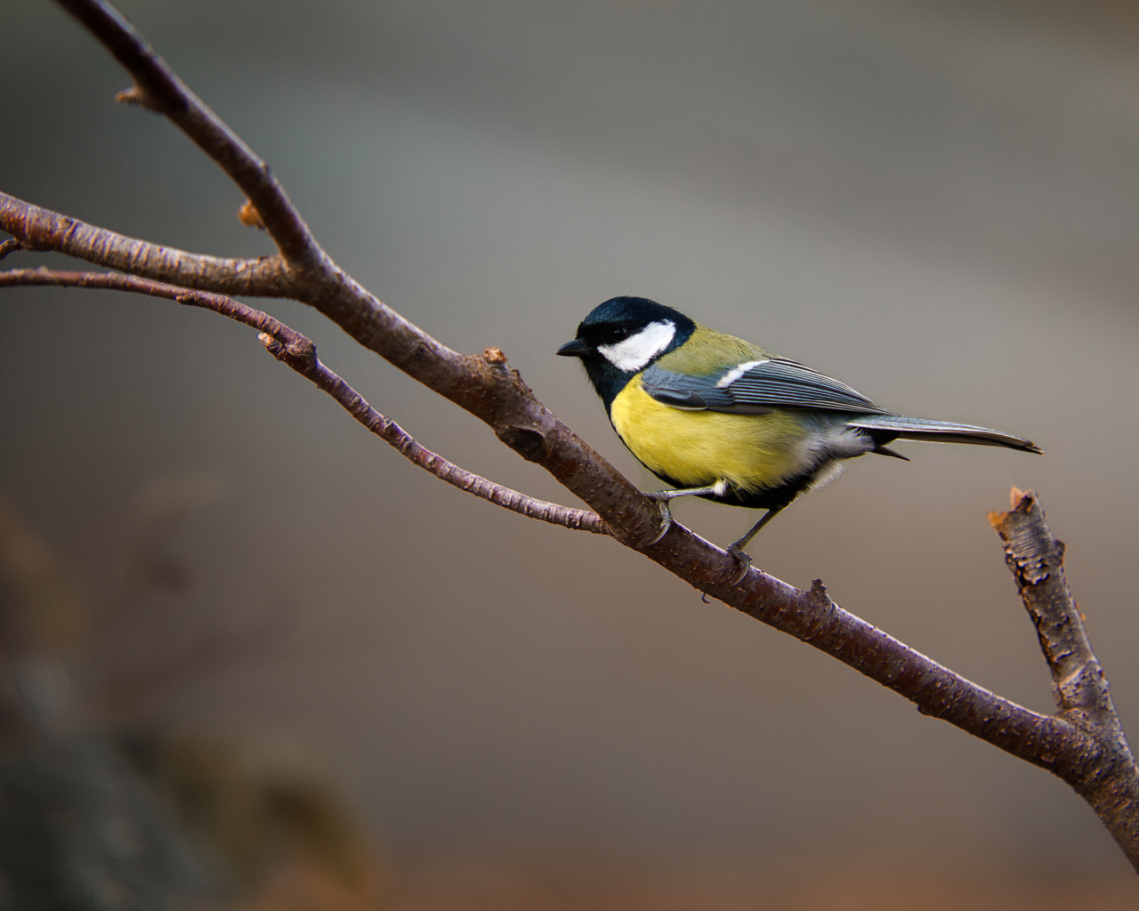 Маленькая синица сидит на ветке дерева 