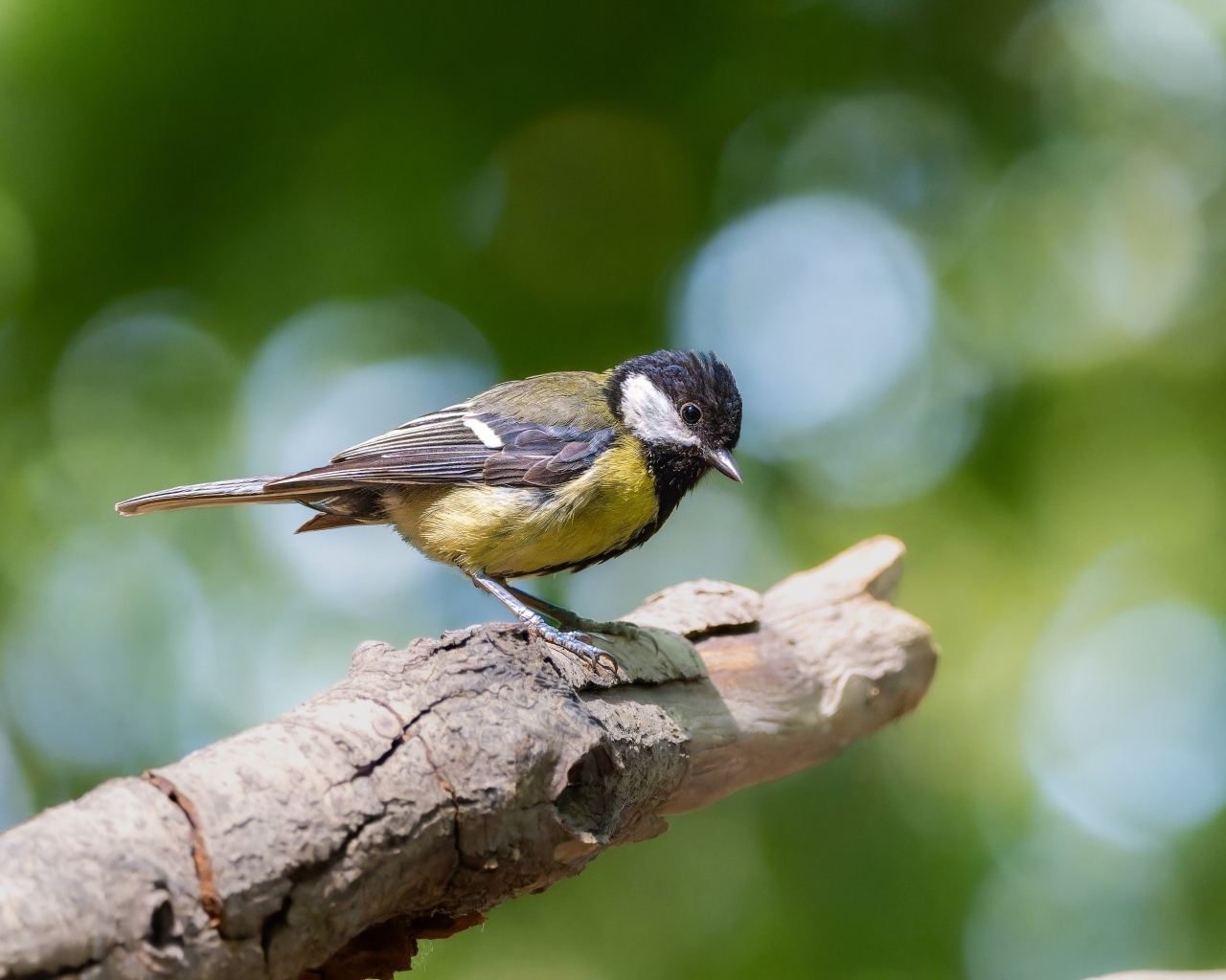 Маленькая синица сидит на ветке дерева