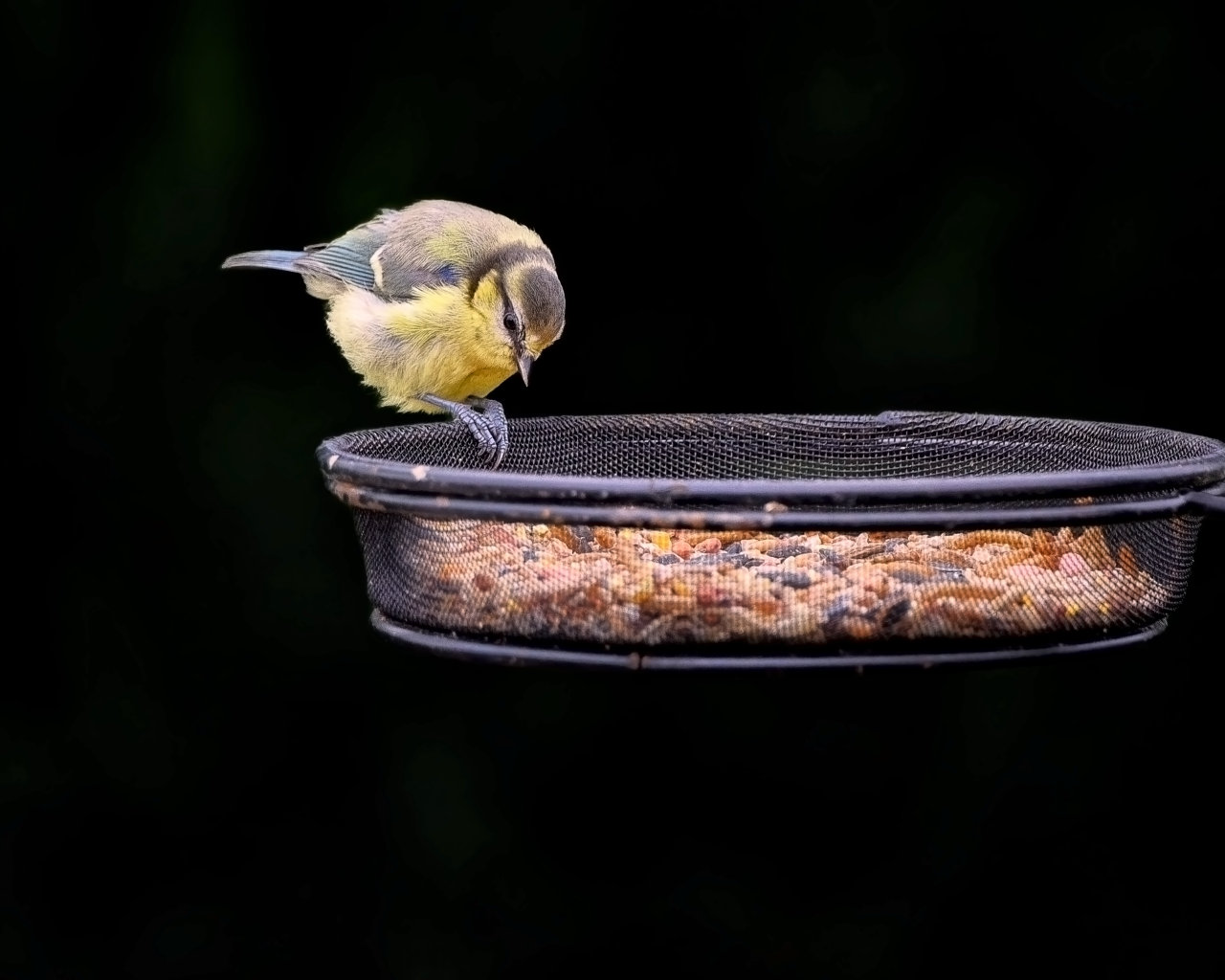 Маленькая синичка ест корм с кормушки