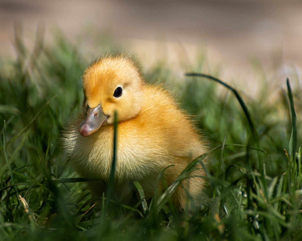 Маленький желтый утенок в зеленой траве 