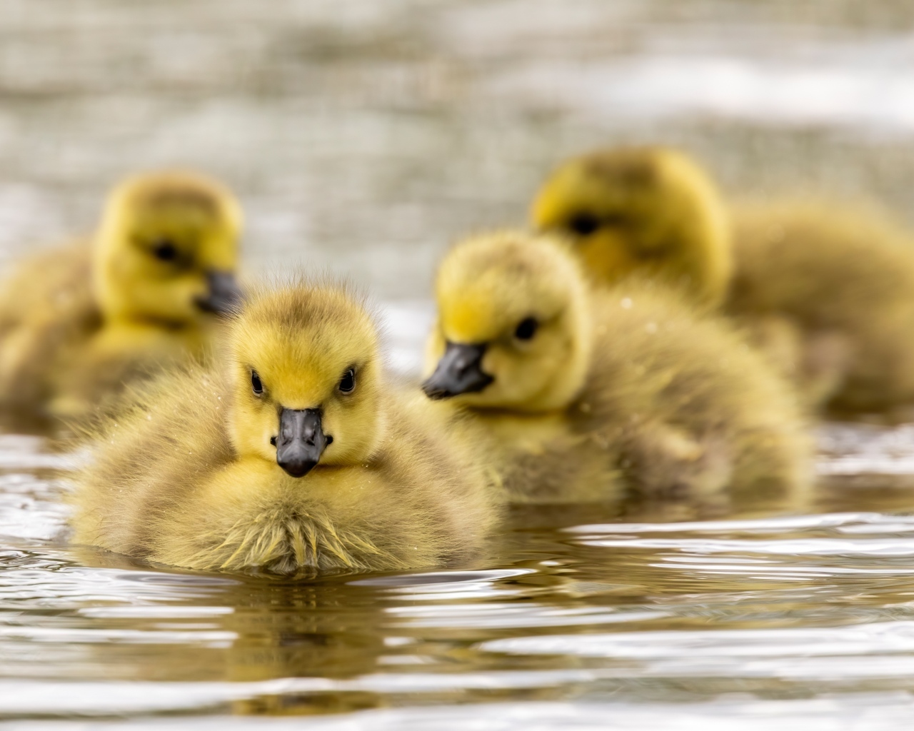 Маленькие желтые гусята в воде 