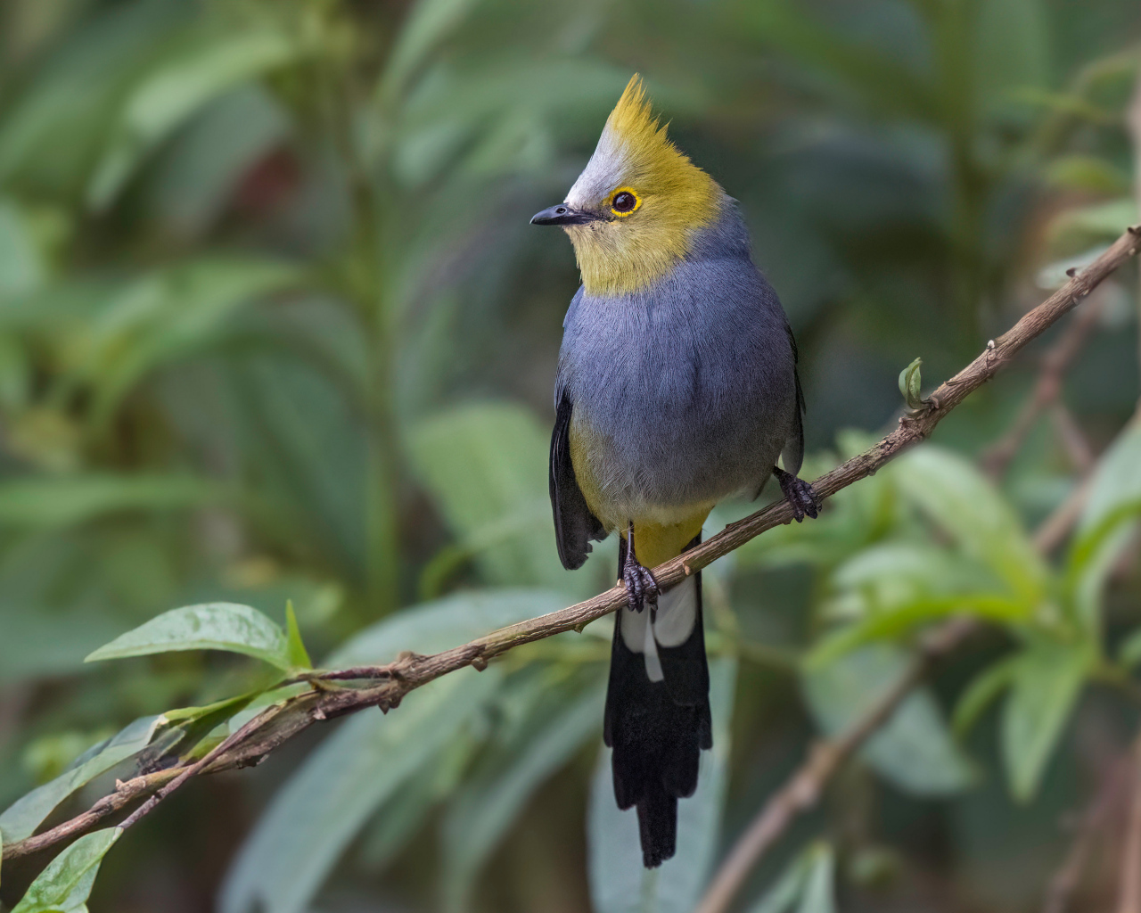 Длиннохвостый шёлковый свиристель сидит на ветке
