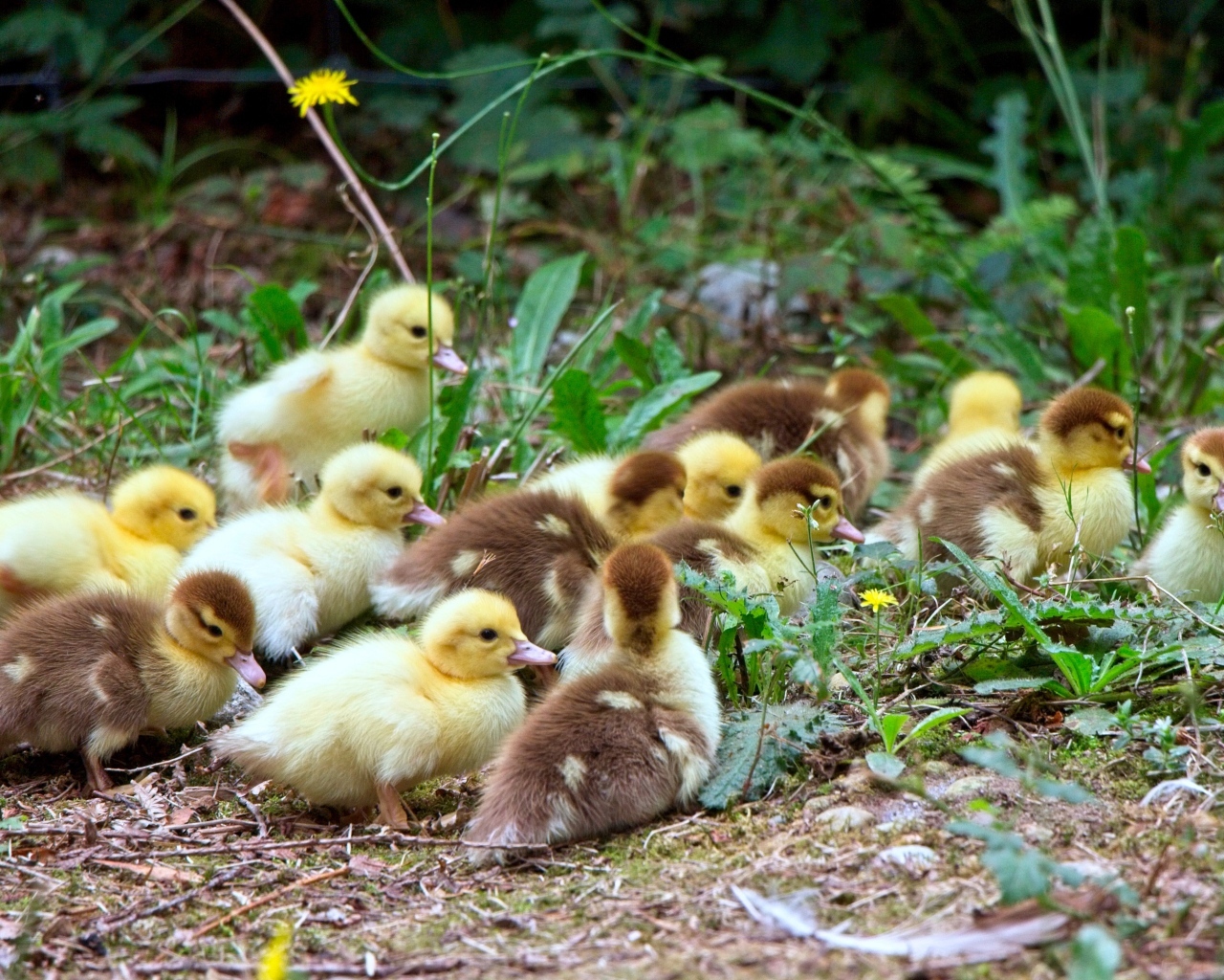 Много маленьких милых утят