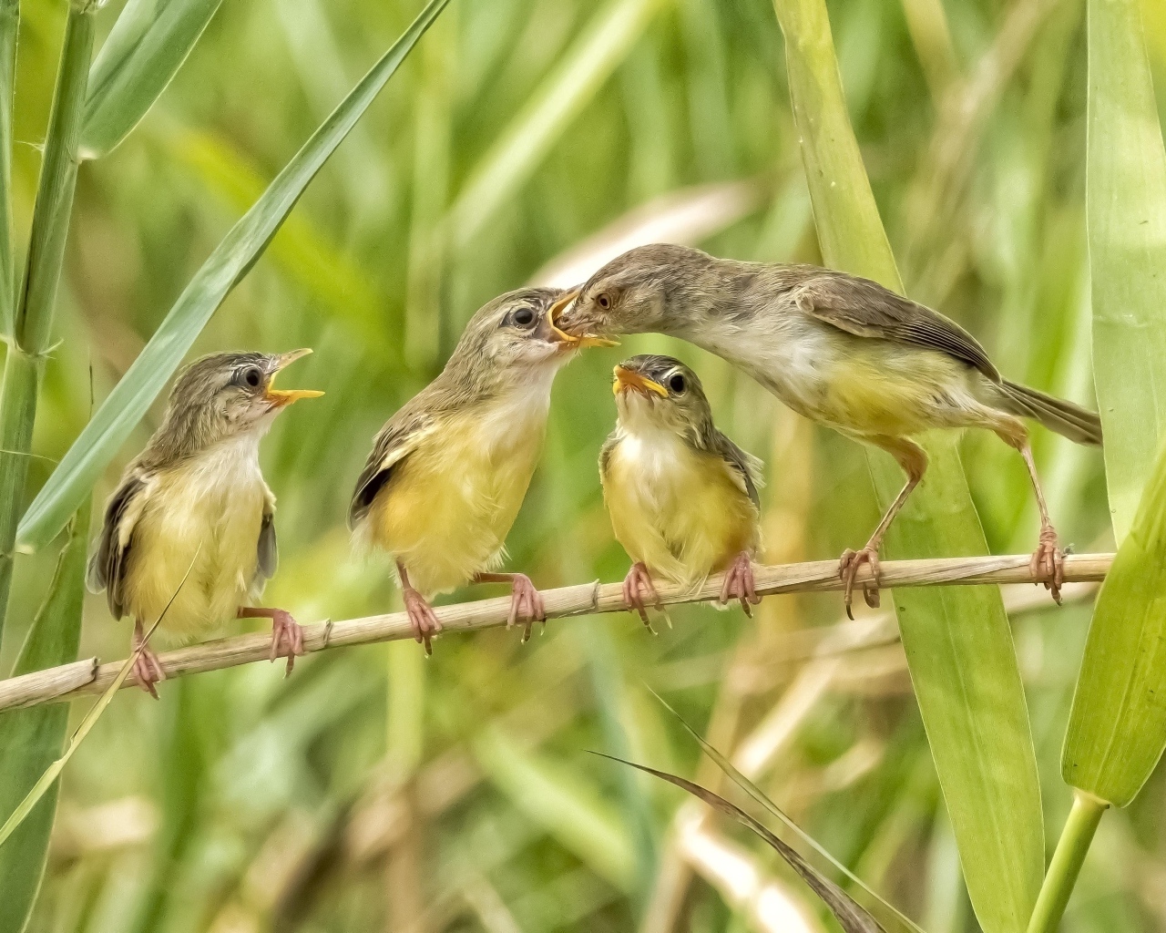 Мама кормит птенцов в камышах