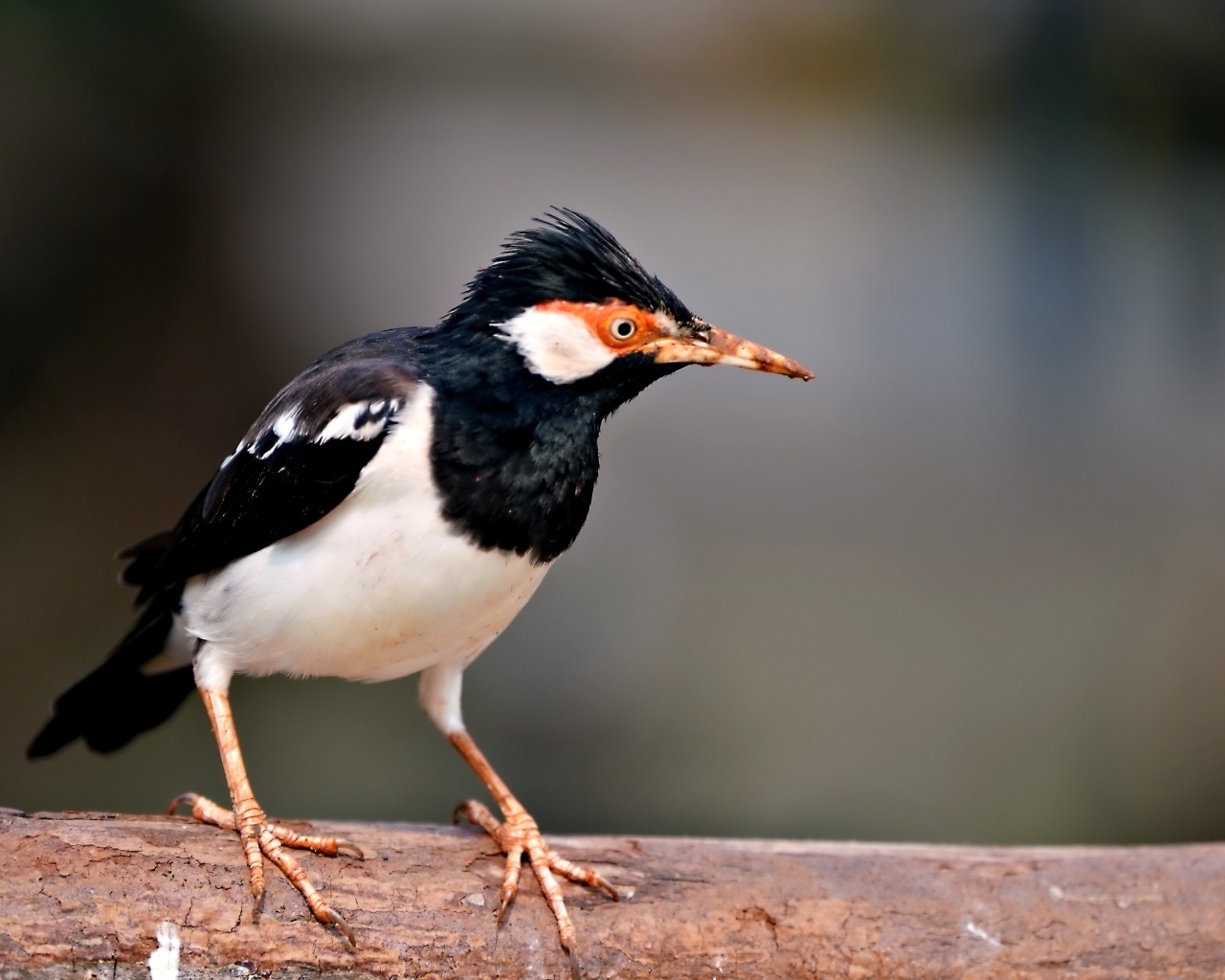 Птица Майна сидит на ветке 