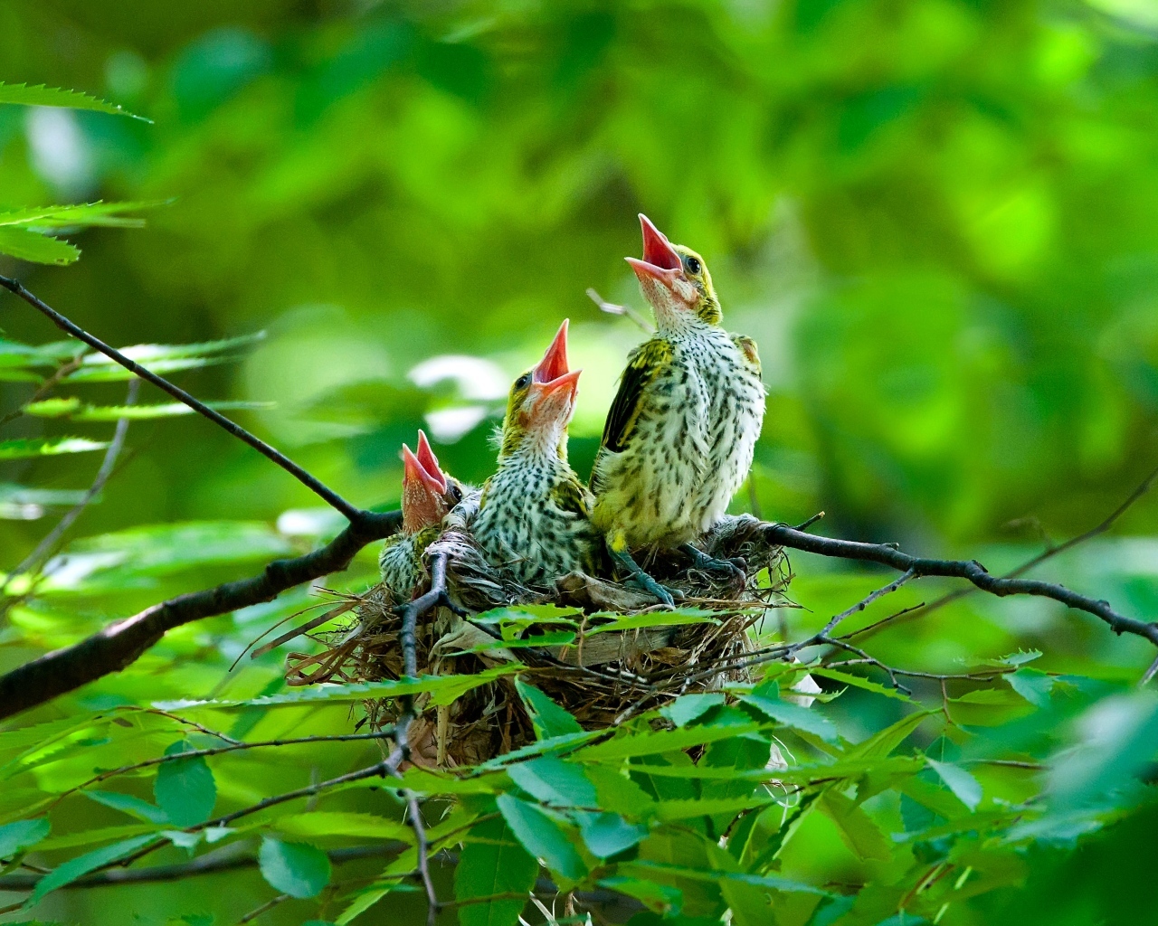 Птенцы иволги в гнезде