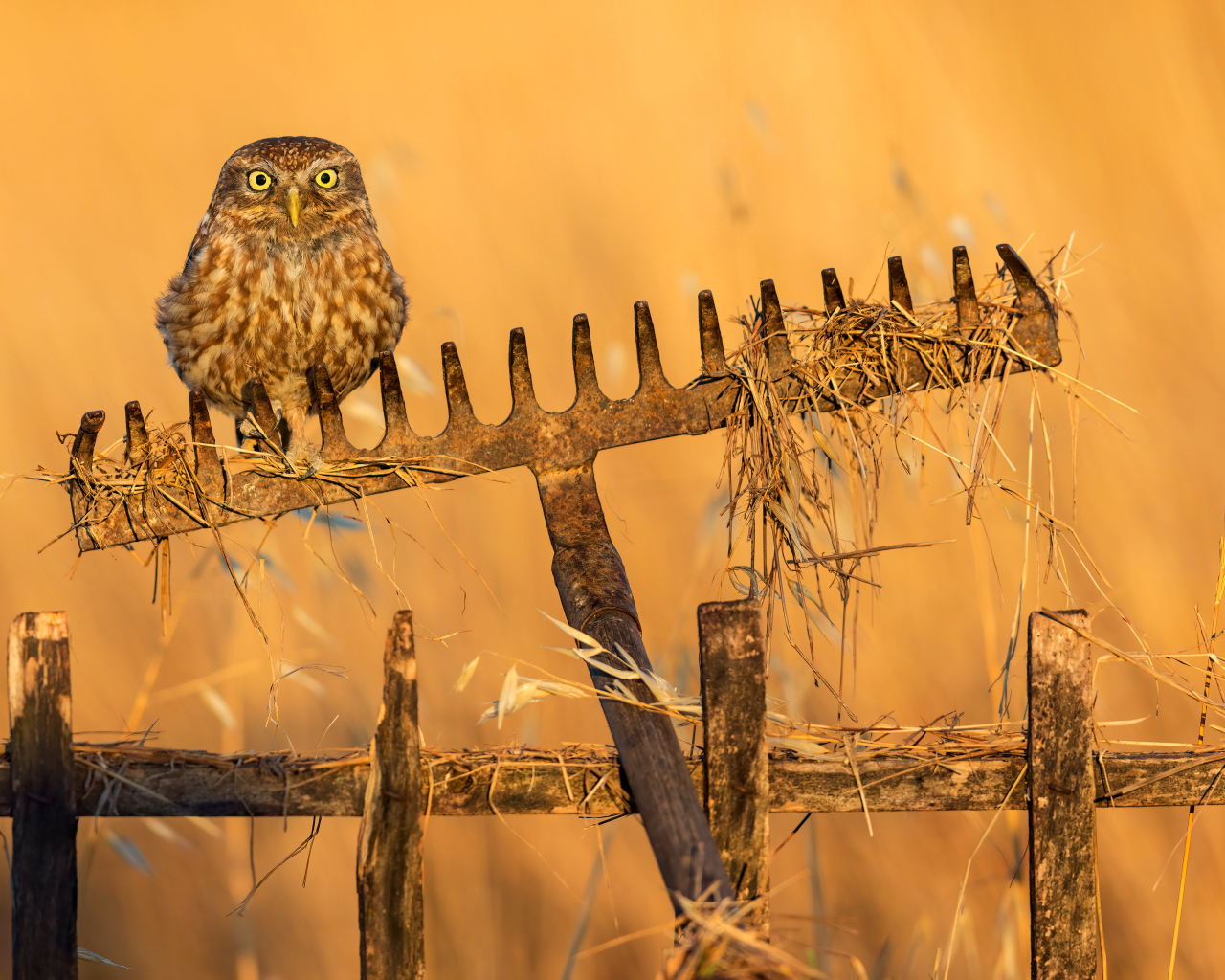 Сова сидит на граблях в лучах солнца