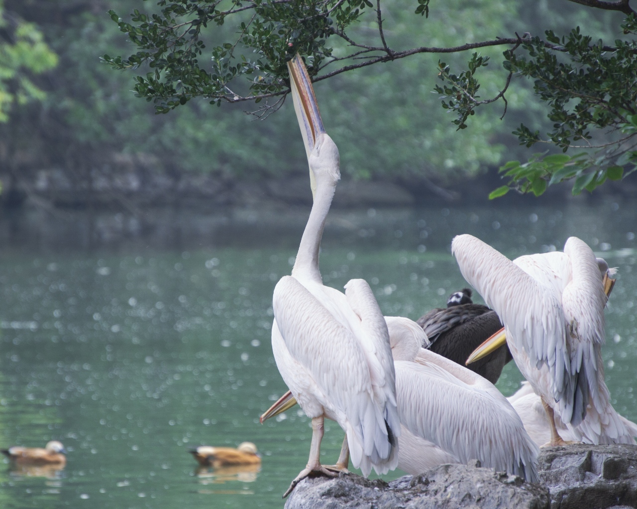Пеликаны пьют воду сидя на камне