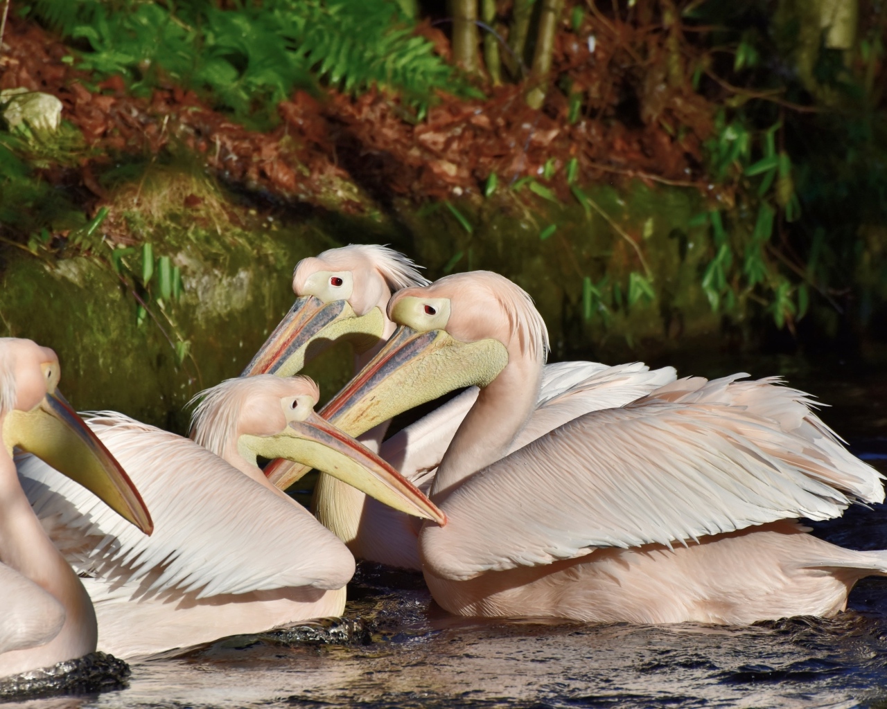Пеликаны сидят в воде