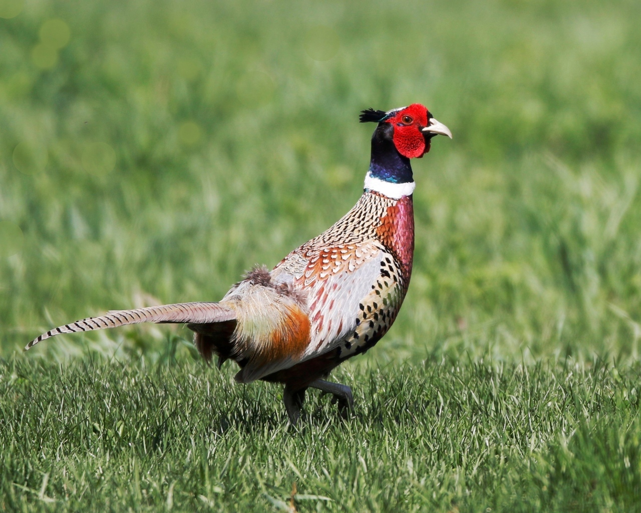 Фазан гуляет по зеленой траве
