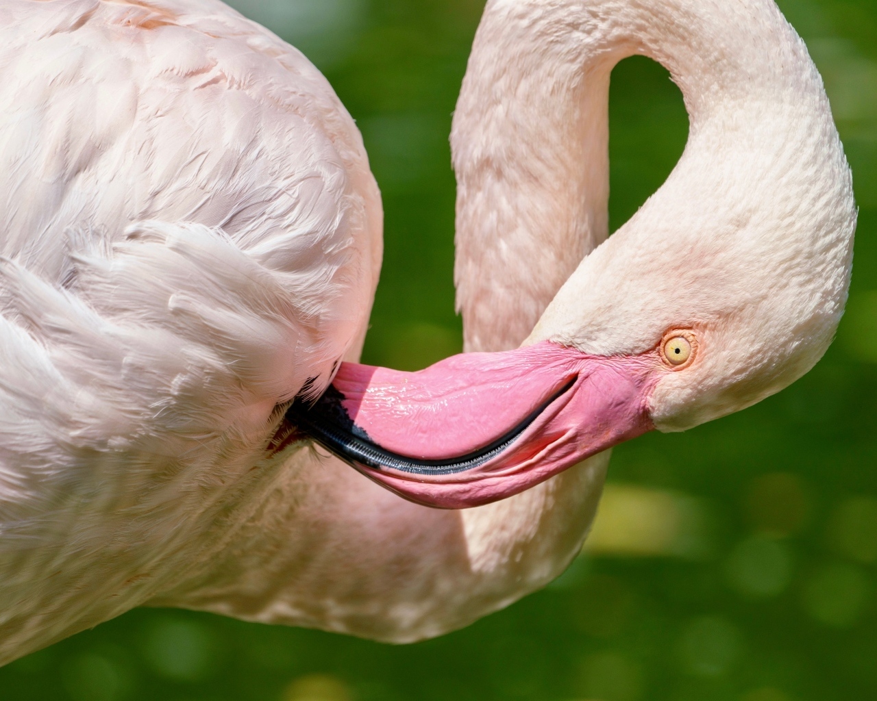 Розовый фламинго чистит перья клювом