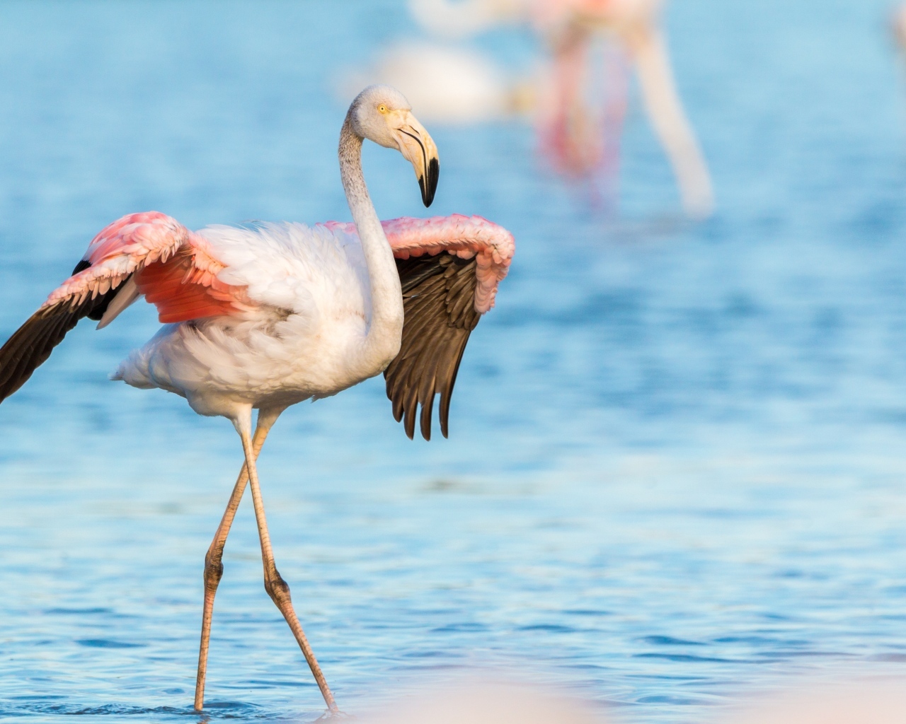 Розовый фламинго расправил крылья в воде