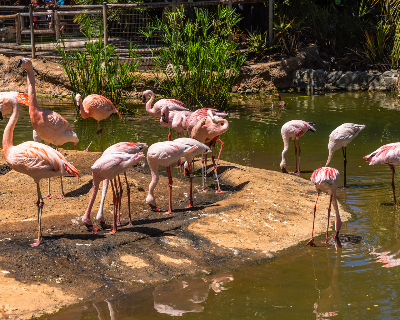 Розовые фламинго в зоопарке у пруда