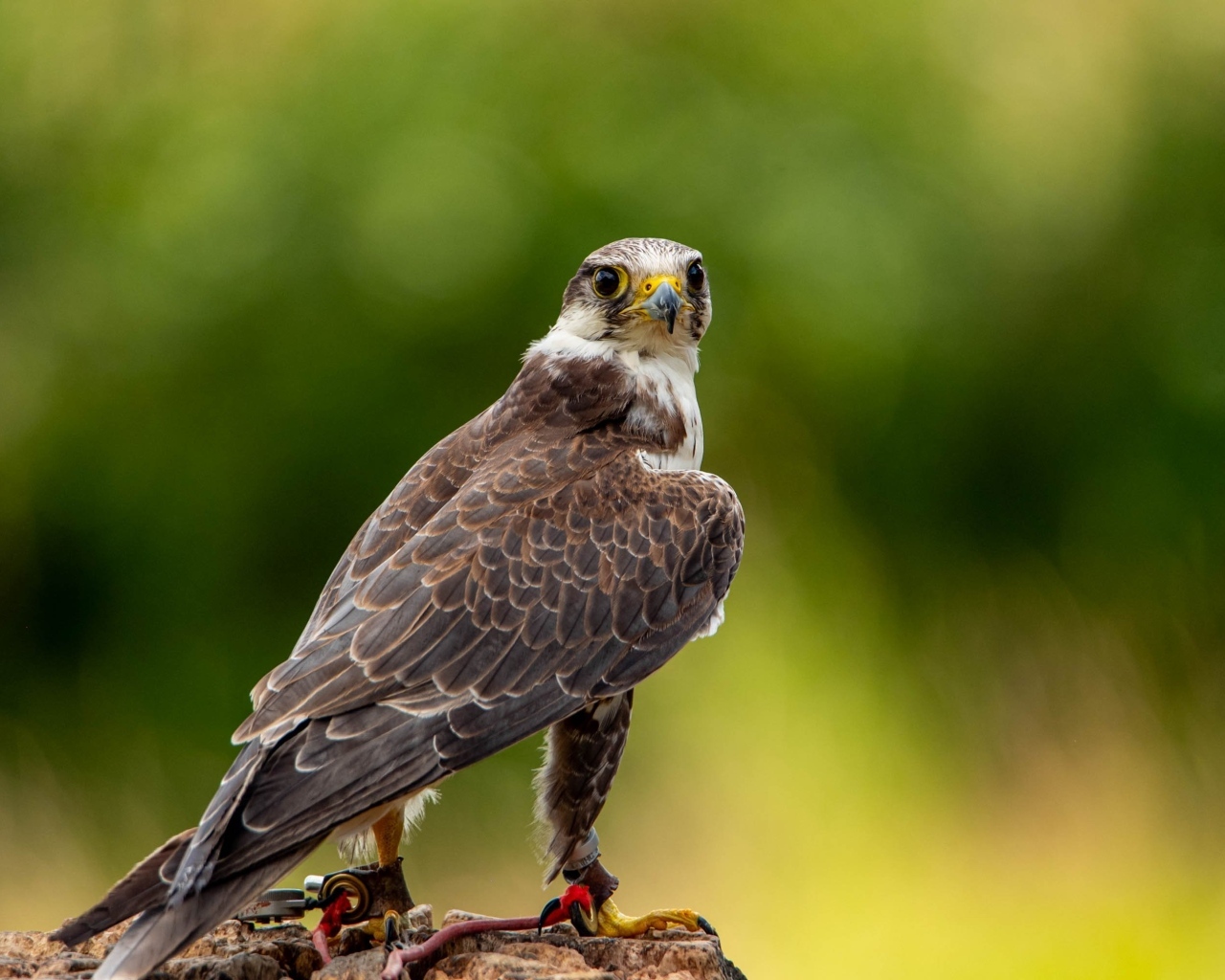 Хищный сокол охотится на камне