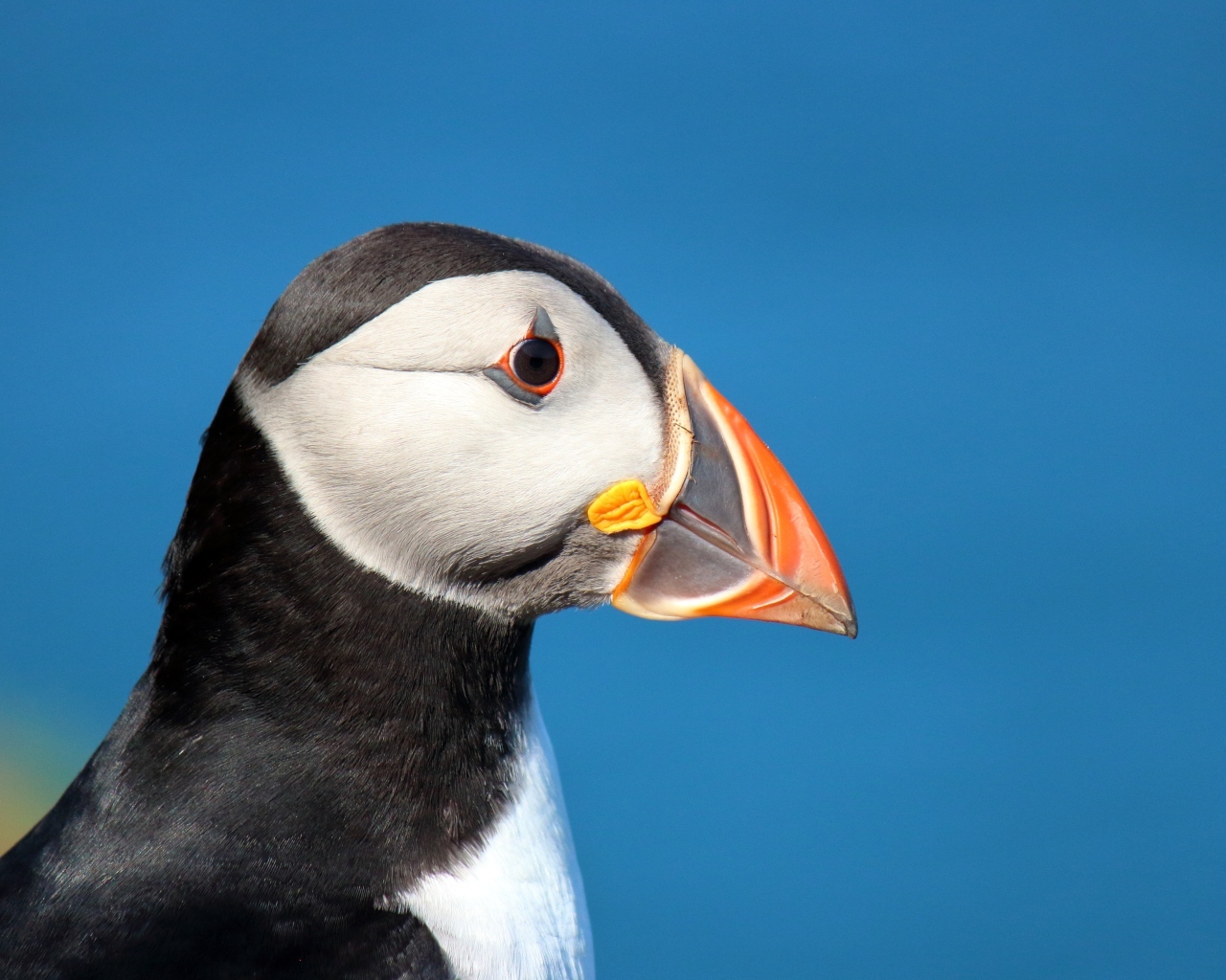 Голова тупика на голубом фоне 