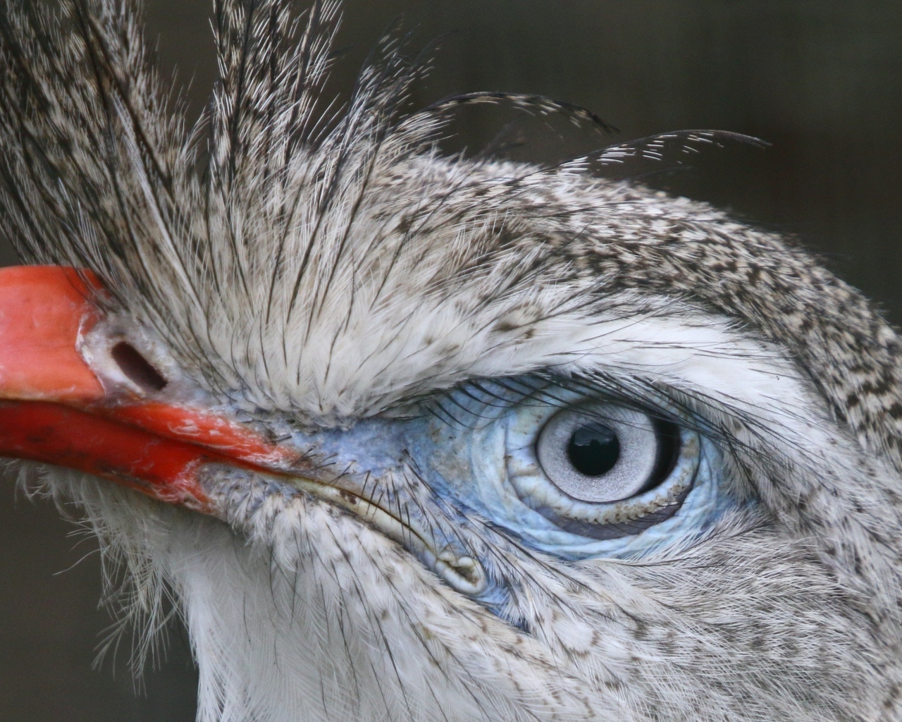 Хохлатая кариама с красным клювом