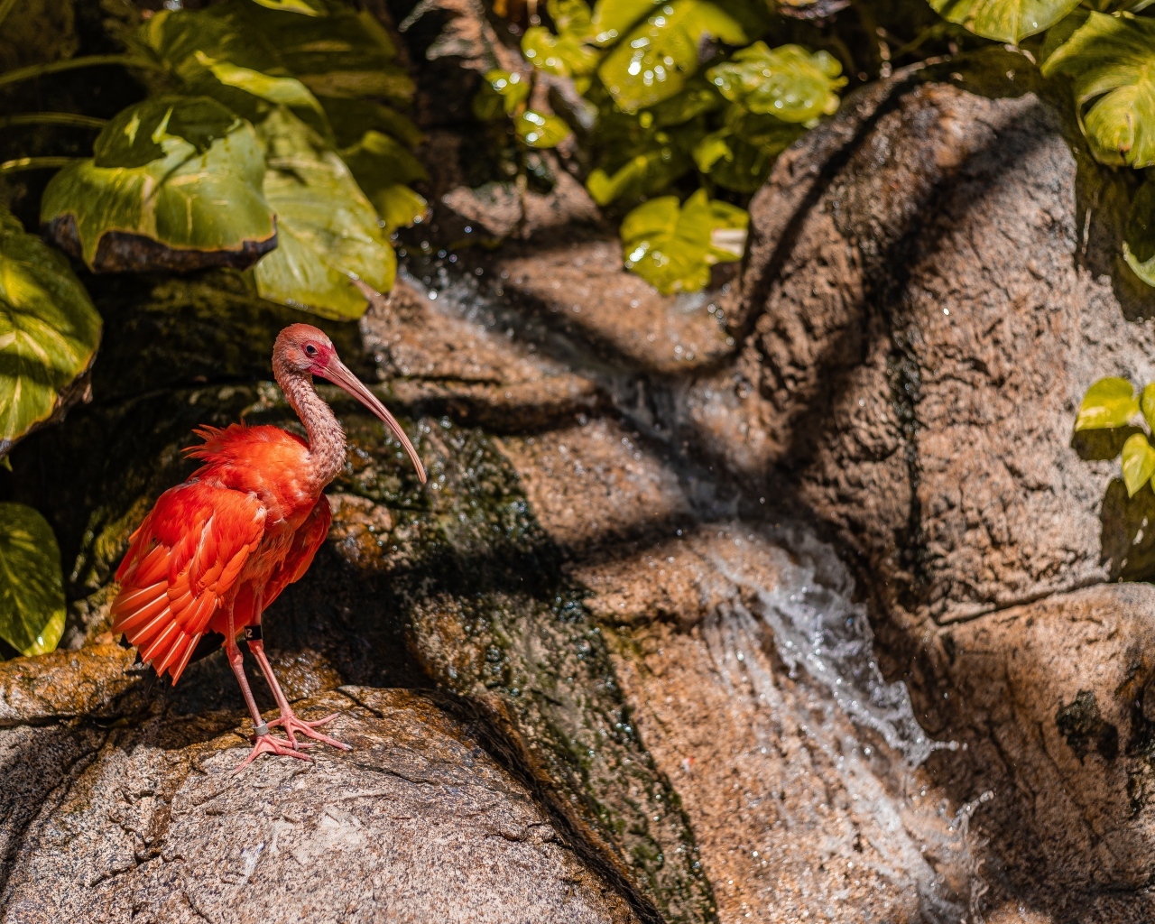 Красная птица ибис стоит на камне у водопада