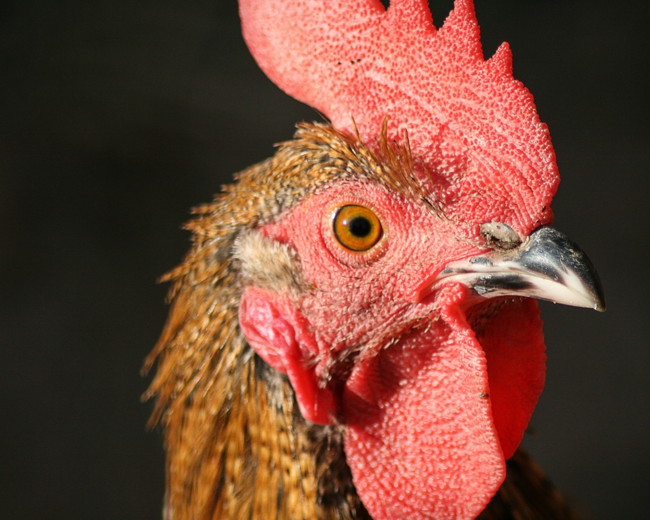 Голова петуха с красным гребнем