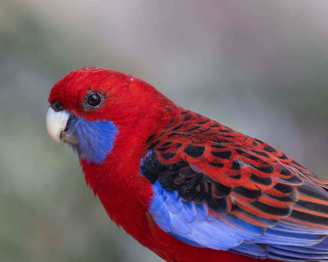 Разноцветный попугай розелла