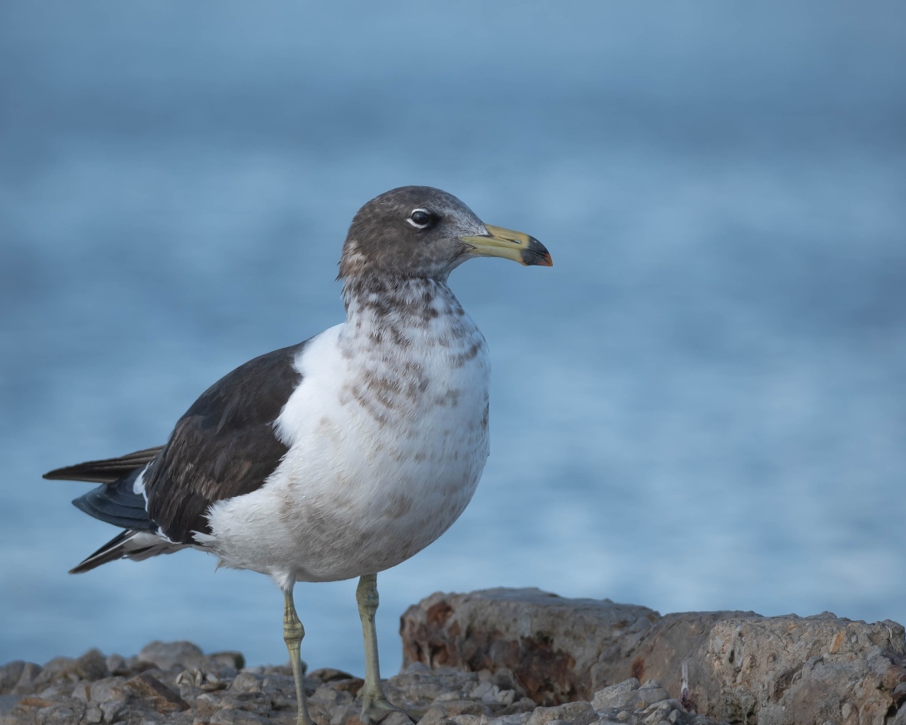 Чайка сидит на камне у моря