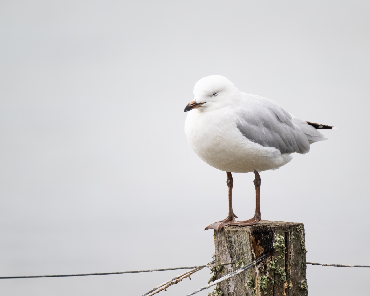 Чайка спит на деревянном пне