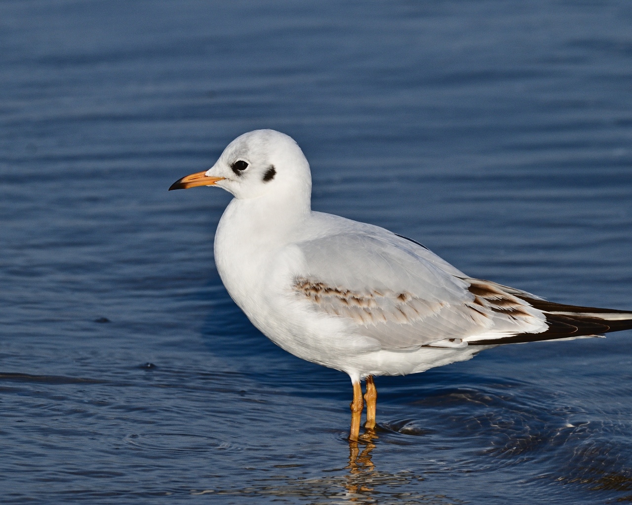 Чайка стоит в воде