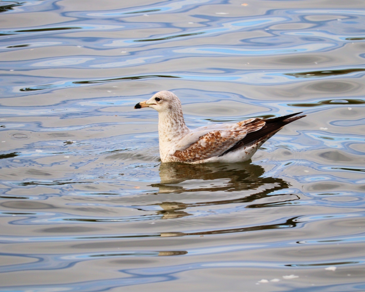 Чайка плавает в воде 