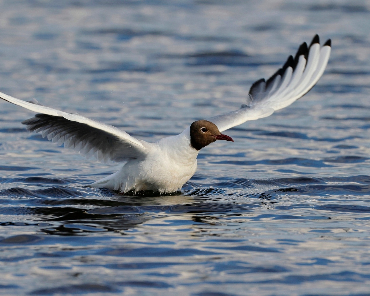 Чайка с расправленными крыльями в воде
