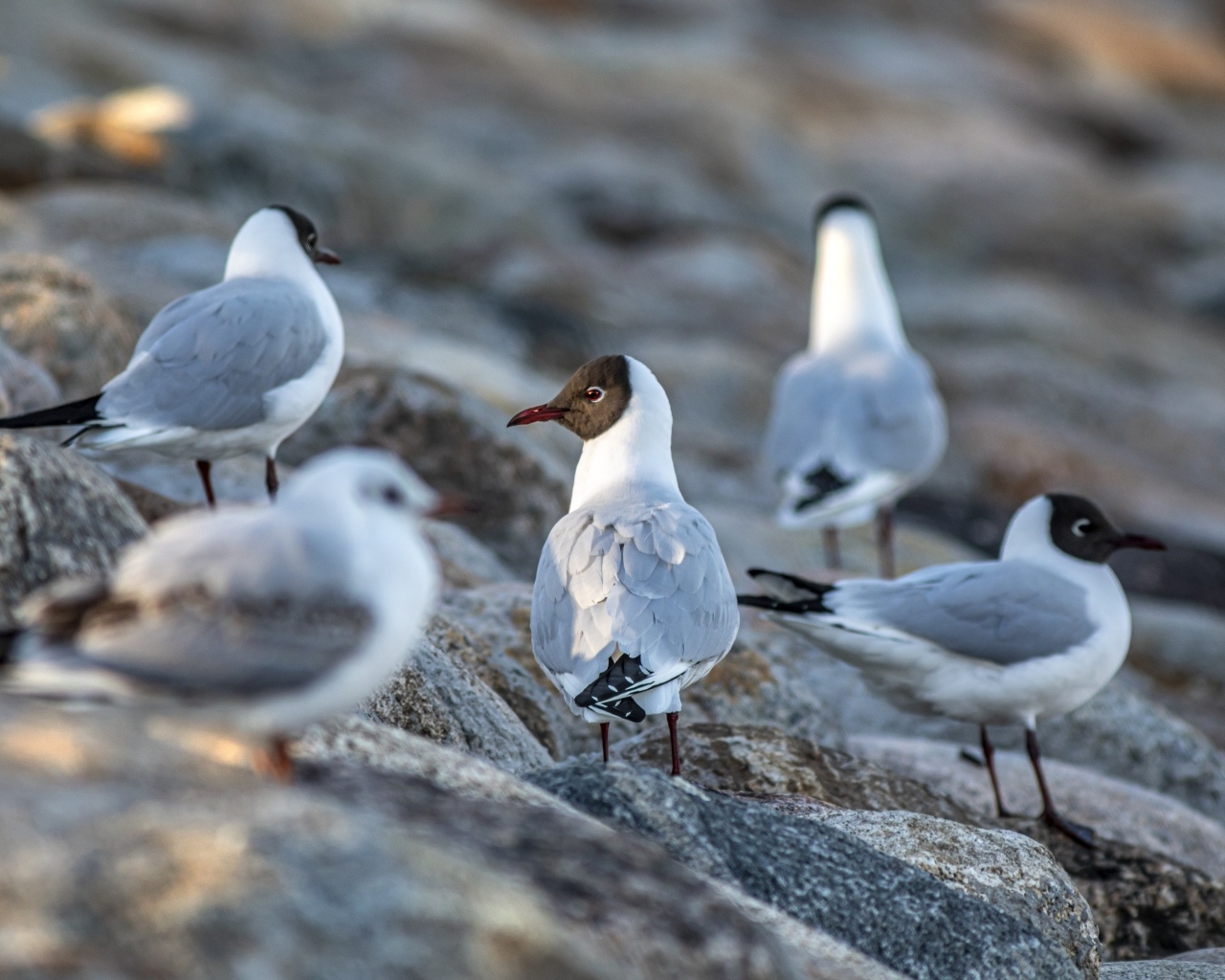 Чайки отдыхают на камнях у моря