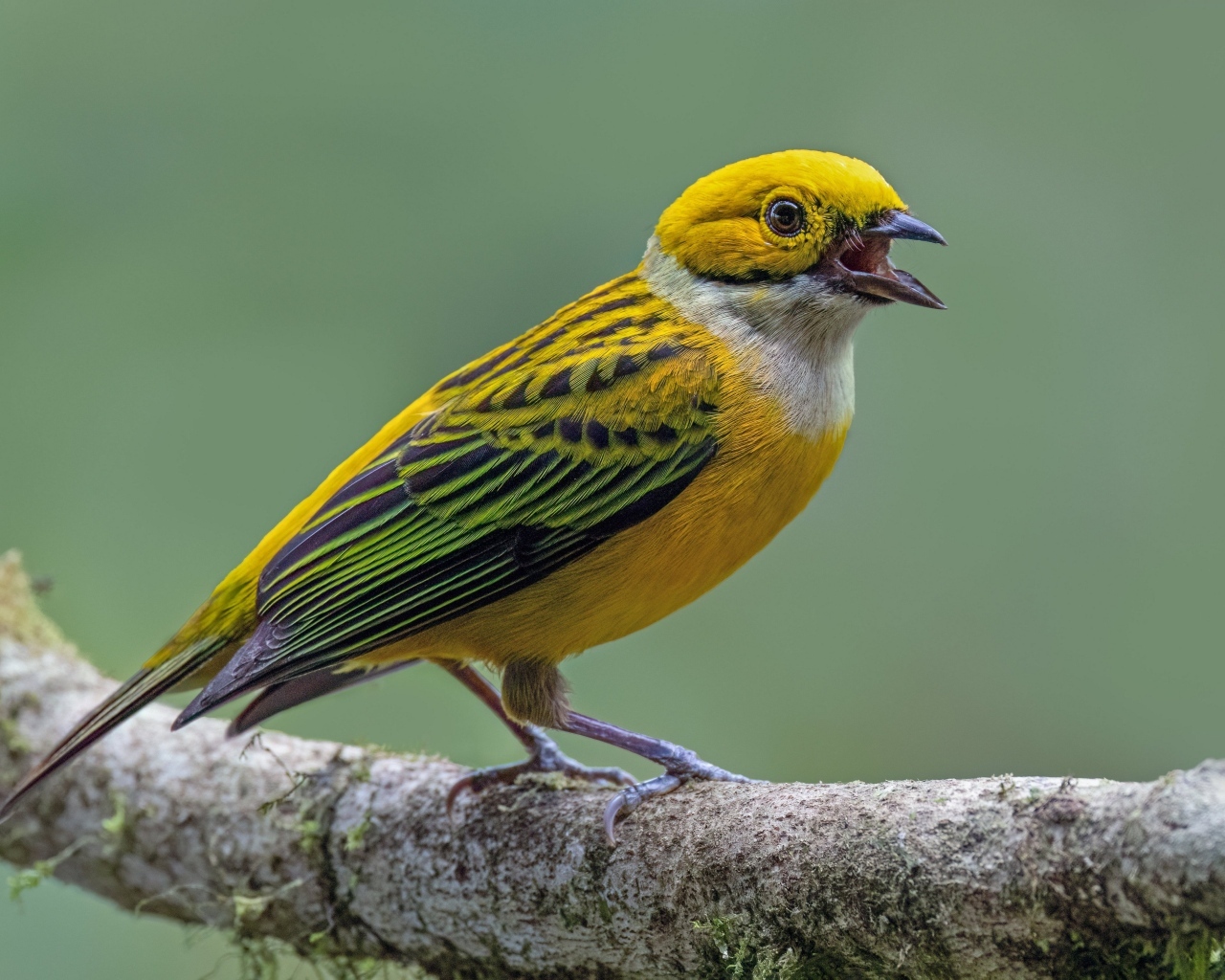 Серебряногорлая танагра сидит на ветке