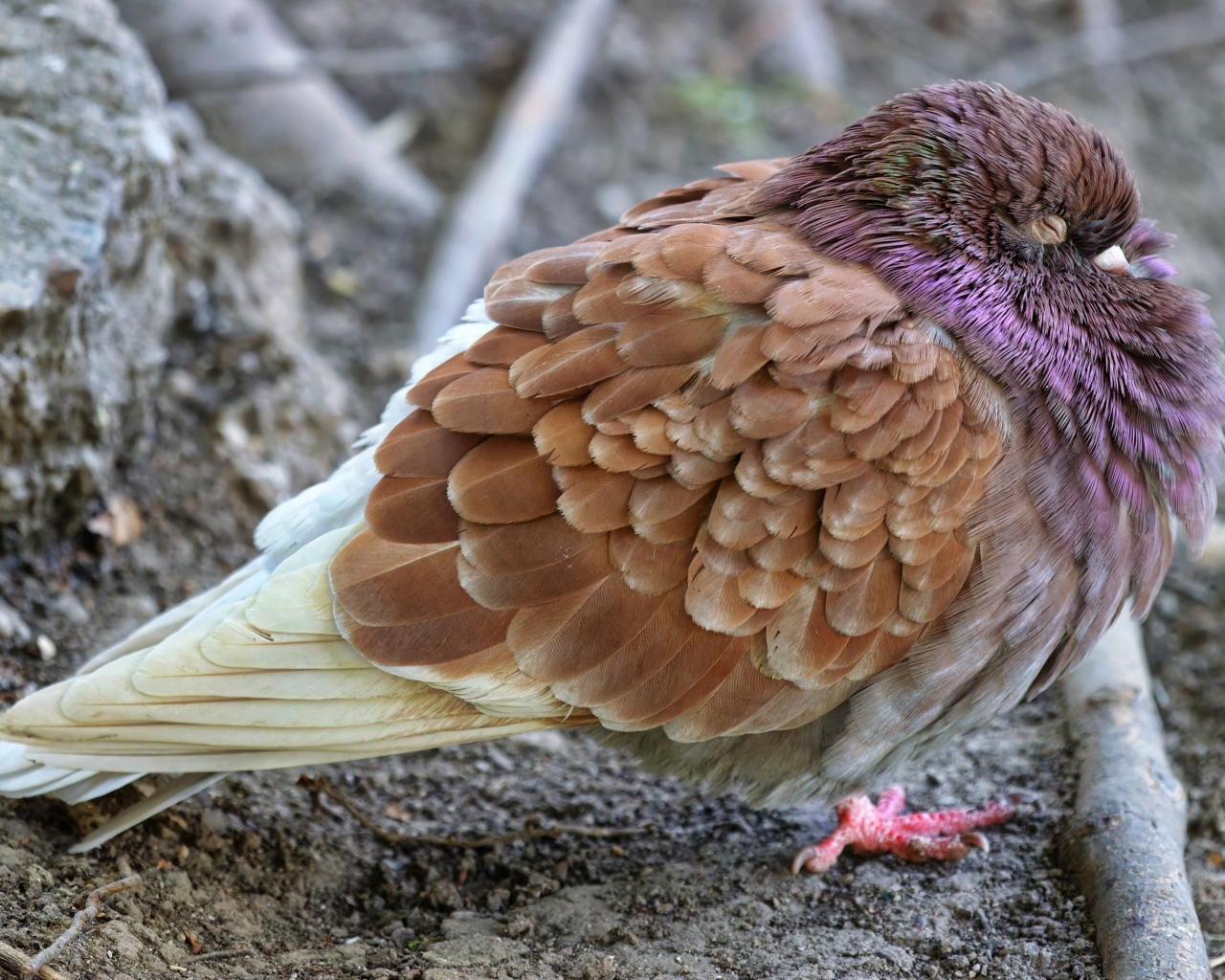Спящий голубь на земле