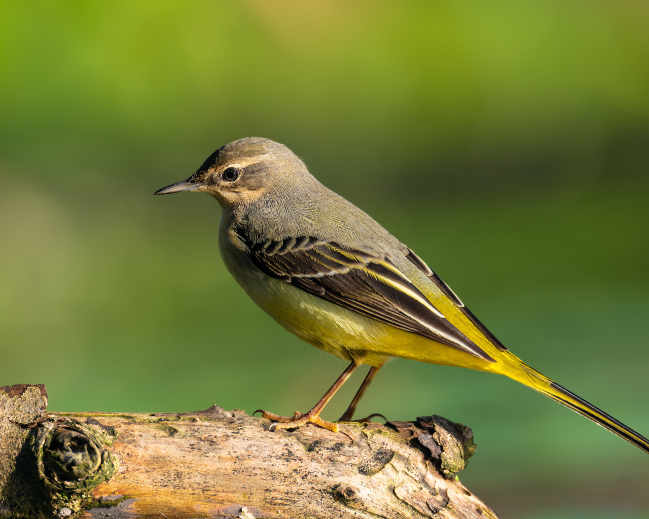 Маленькая птица Горная трясогузка сидит на сухом дереве