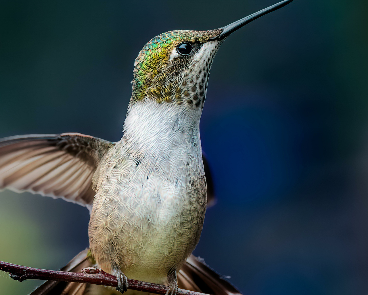 Маленькая птица колибри на ветке крупным планом