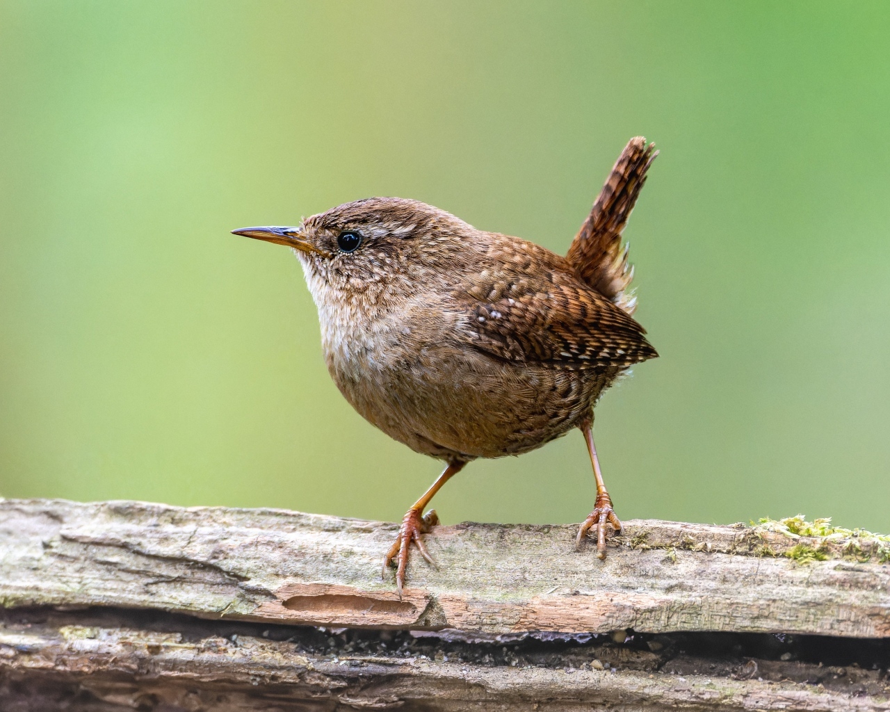 Маленькая птичка с острым коротким клювом