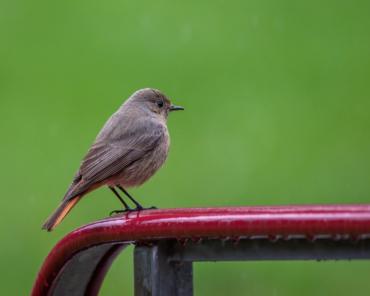 Маленькая серая птичка горихвостка  на зеленом фоне