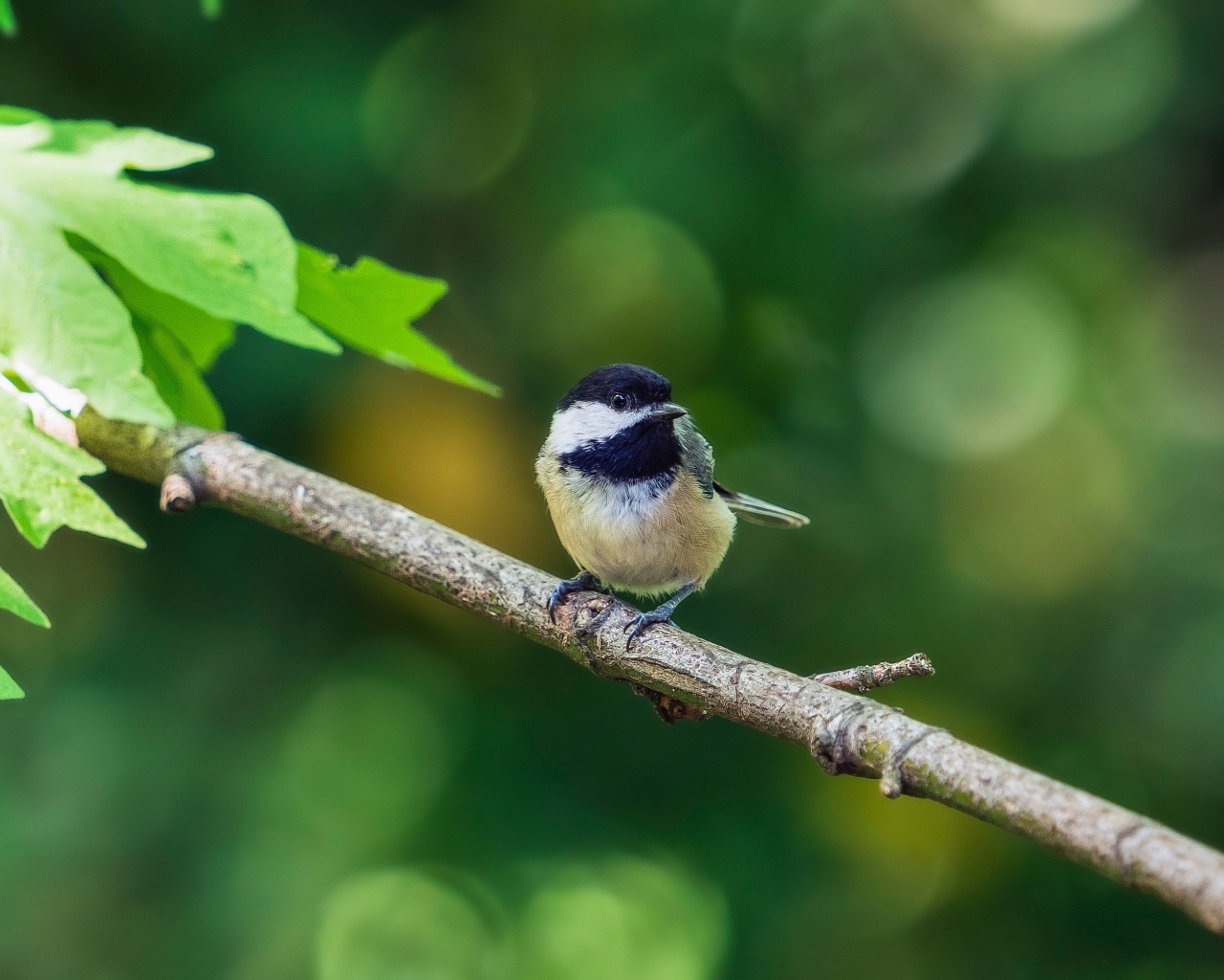 Воробей сидит на ветке дерева