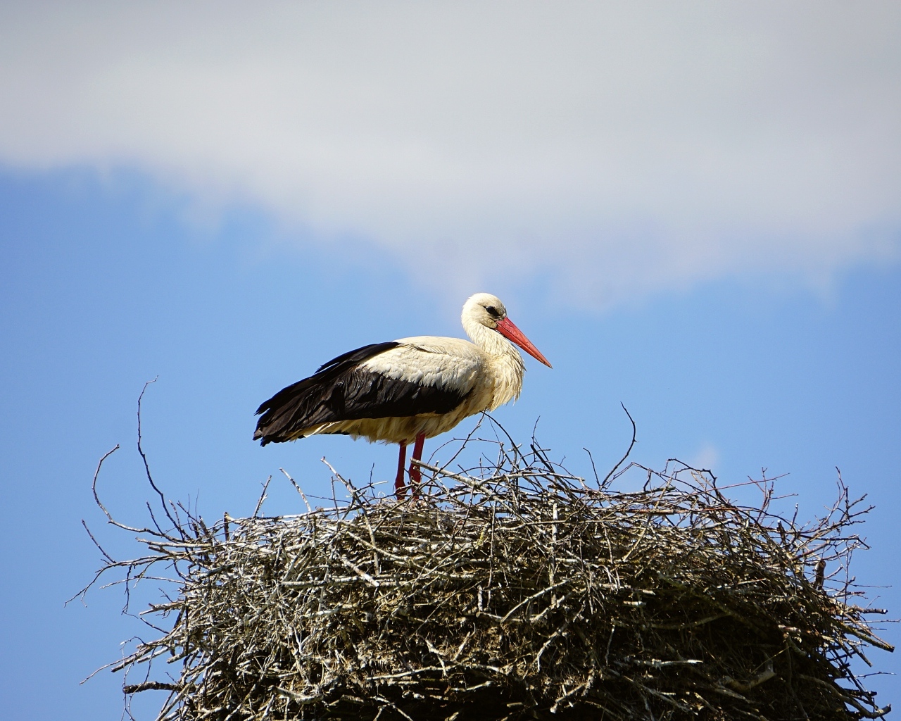Аист сидит в гнезде на фоне неба