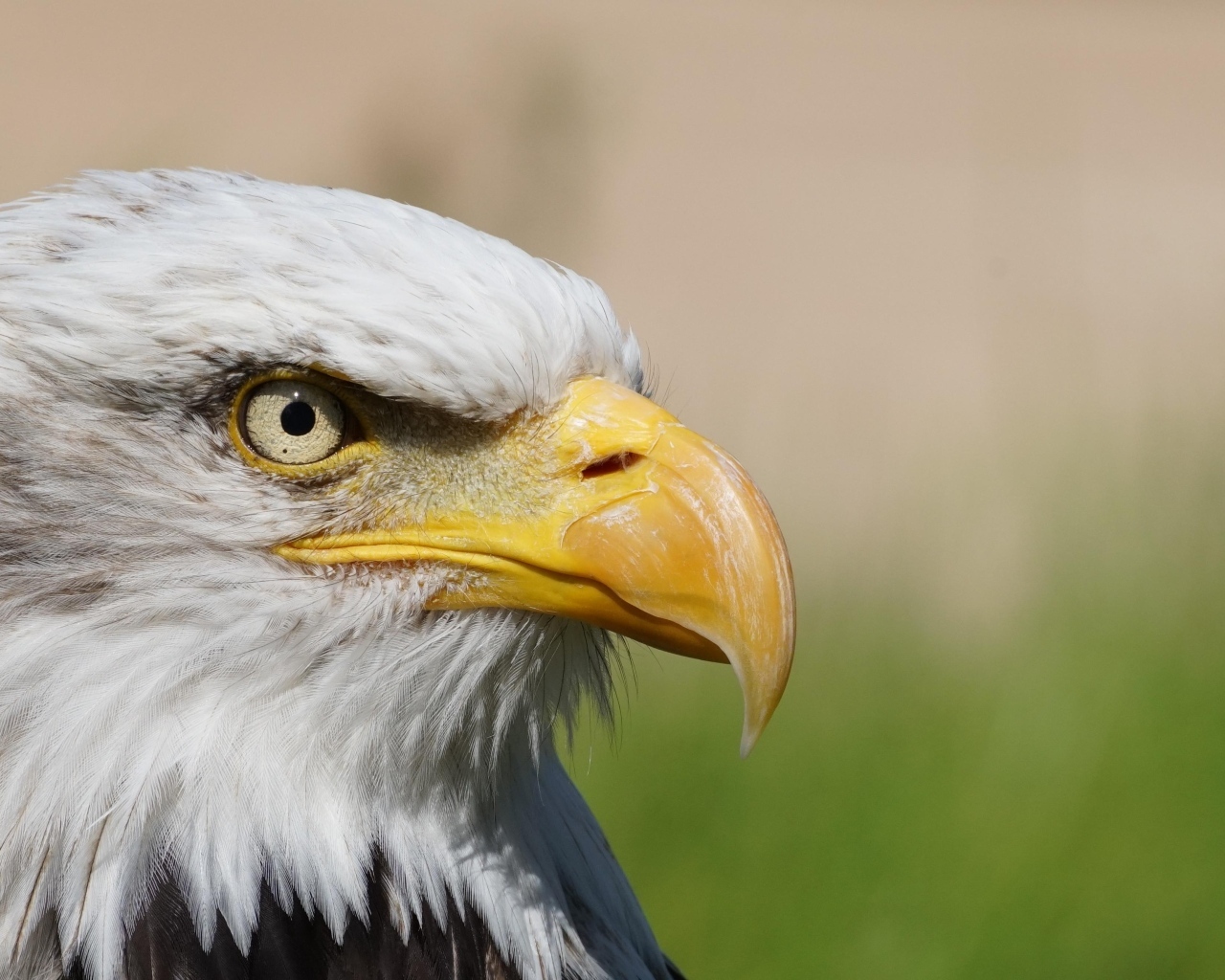 Грозный орел с острым клювом