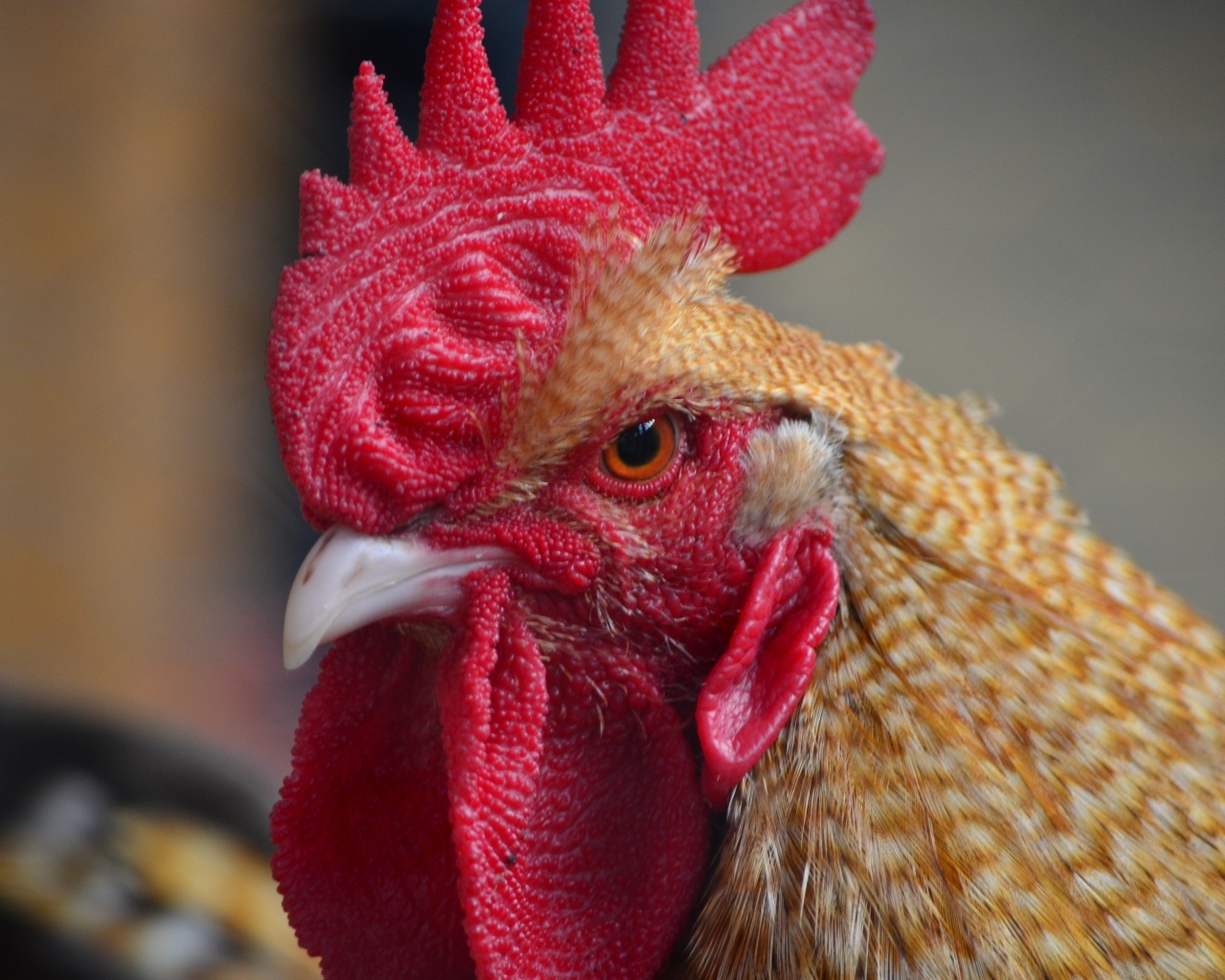 Грозный петух с красным гребнем